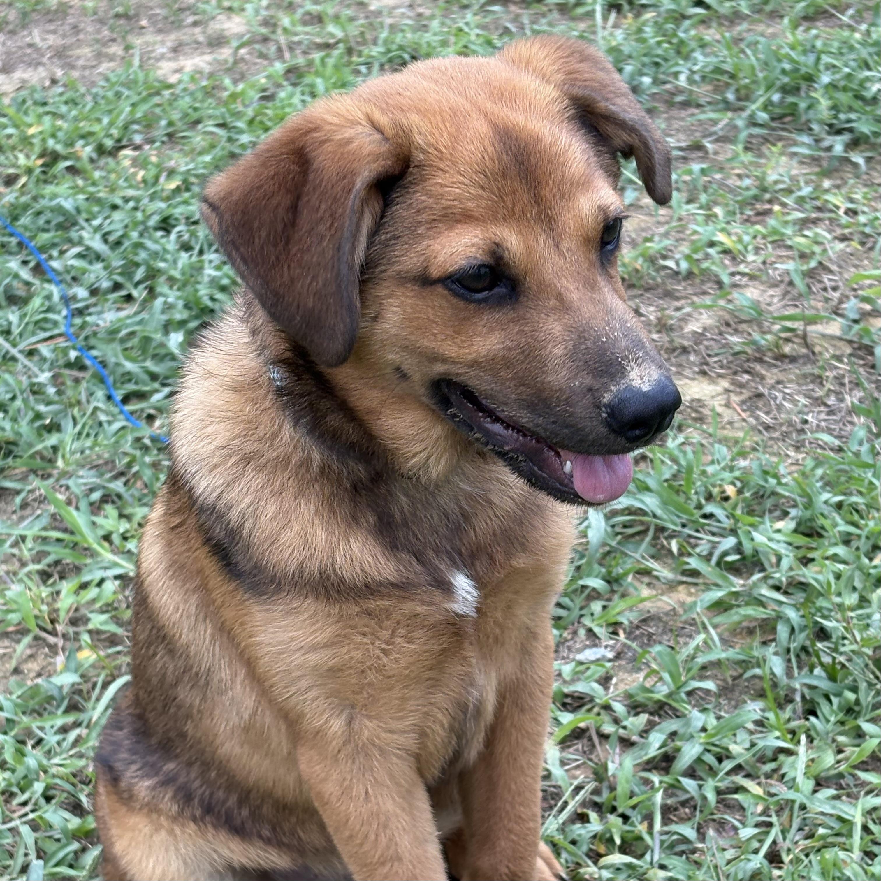 Enlarge Cranium, a Adoptable mixed breed in Washington, DC image 3/6