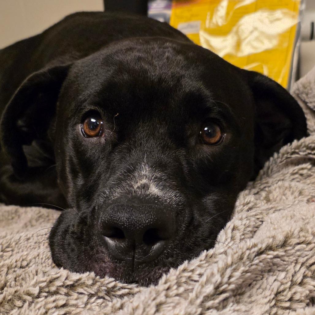 Enlarge Ace, a Adoptable mixed breed in Council Bluffs, IA image 1/6