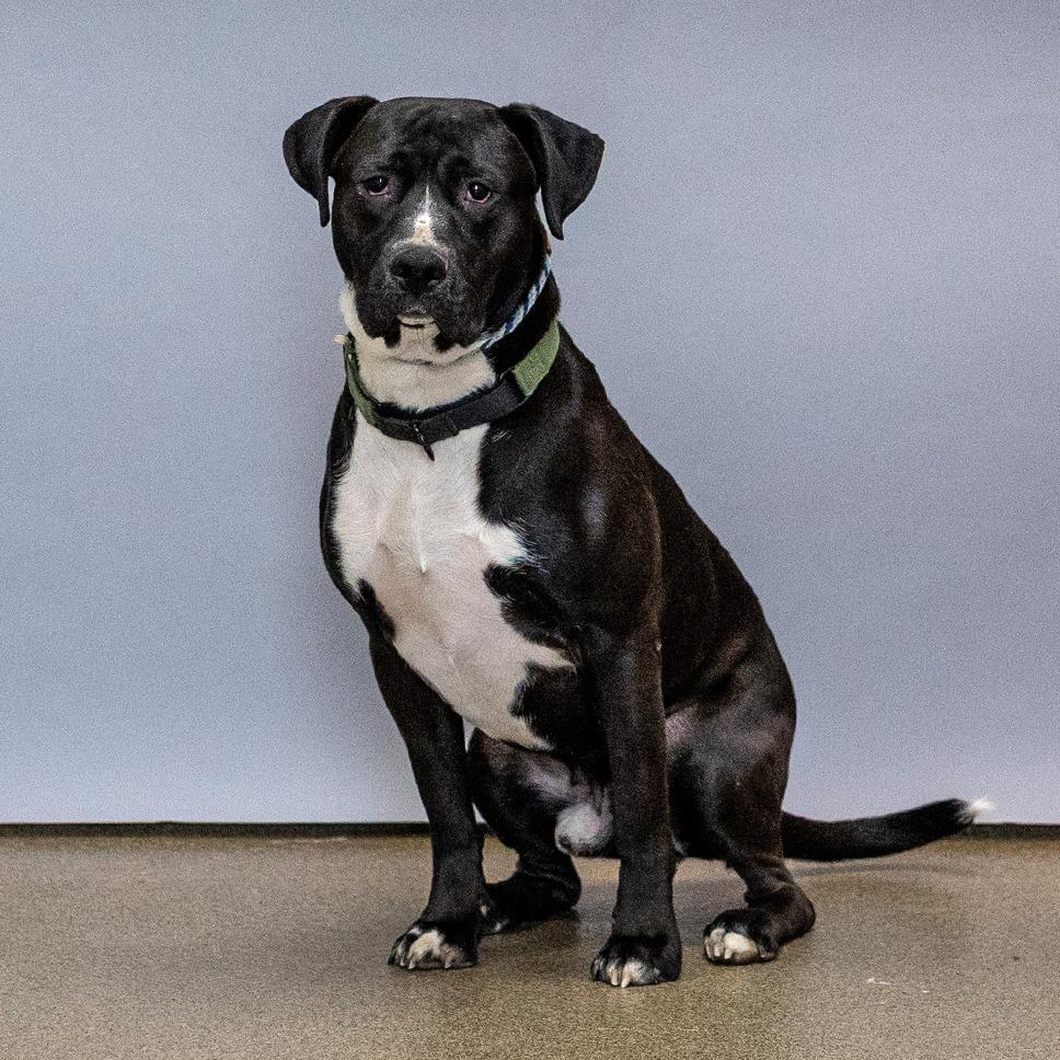 Enlarge Ace, a Adoptable mixed breed in Council Bluffs, IA image 2/6