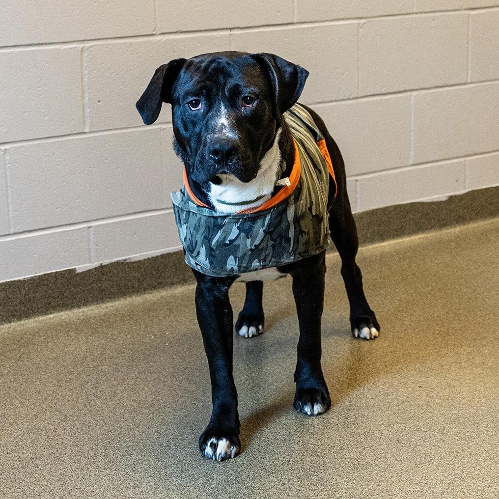 Enlarge Ace, a Adoptable mixed breed in Council Bluffs, IA image 4/6