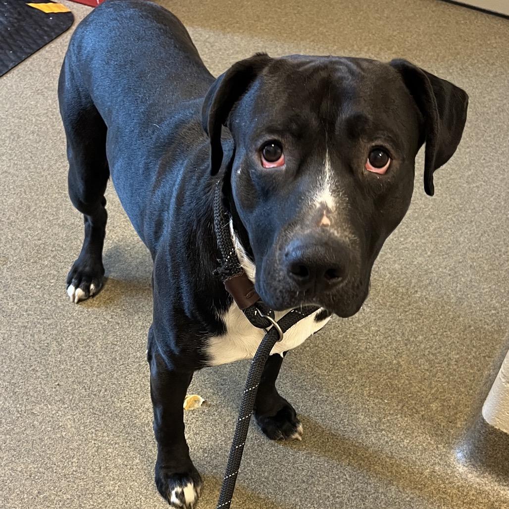 Enlarge Ace, a Adoptable mixed breed in Council Bluffs, IA image 5/6