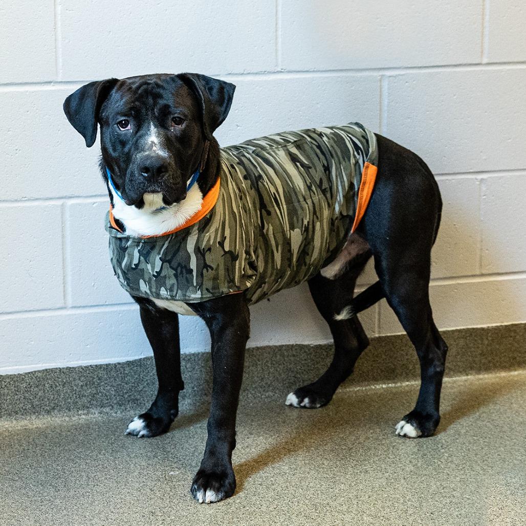 Enlarge Ace, a Adoptable mixed breed in Council Bluffs, IA image 6/6