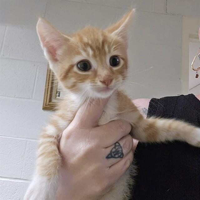 DOCTOR STRANGE, Adoptable, Kitten Male Domestic Short Hair.