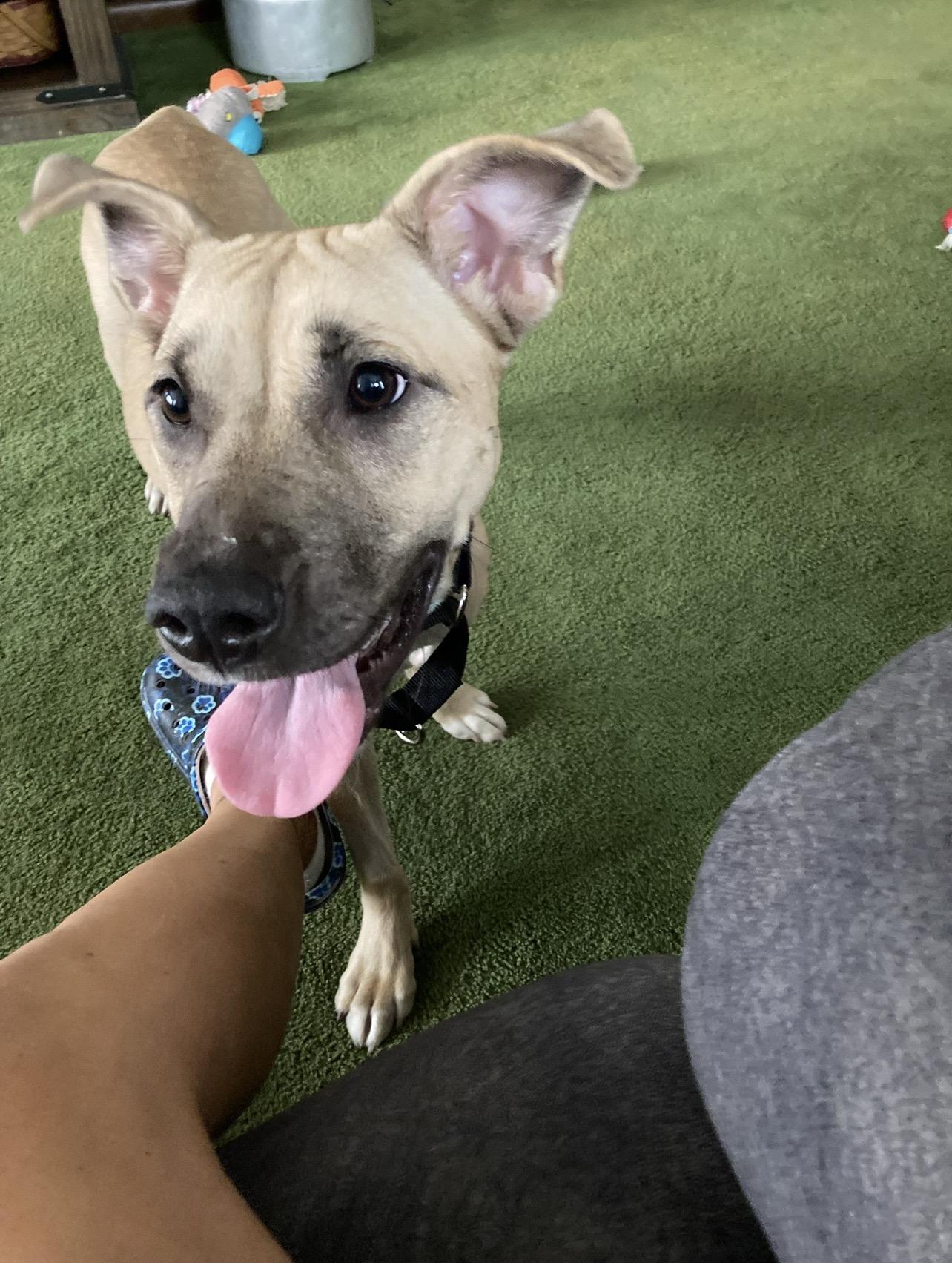 Enlarge Rosemary , a ADOPTABLE mixed breed in Voorhees, NJ image 3/6