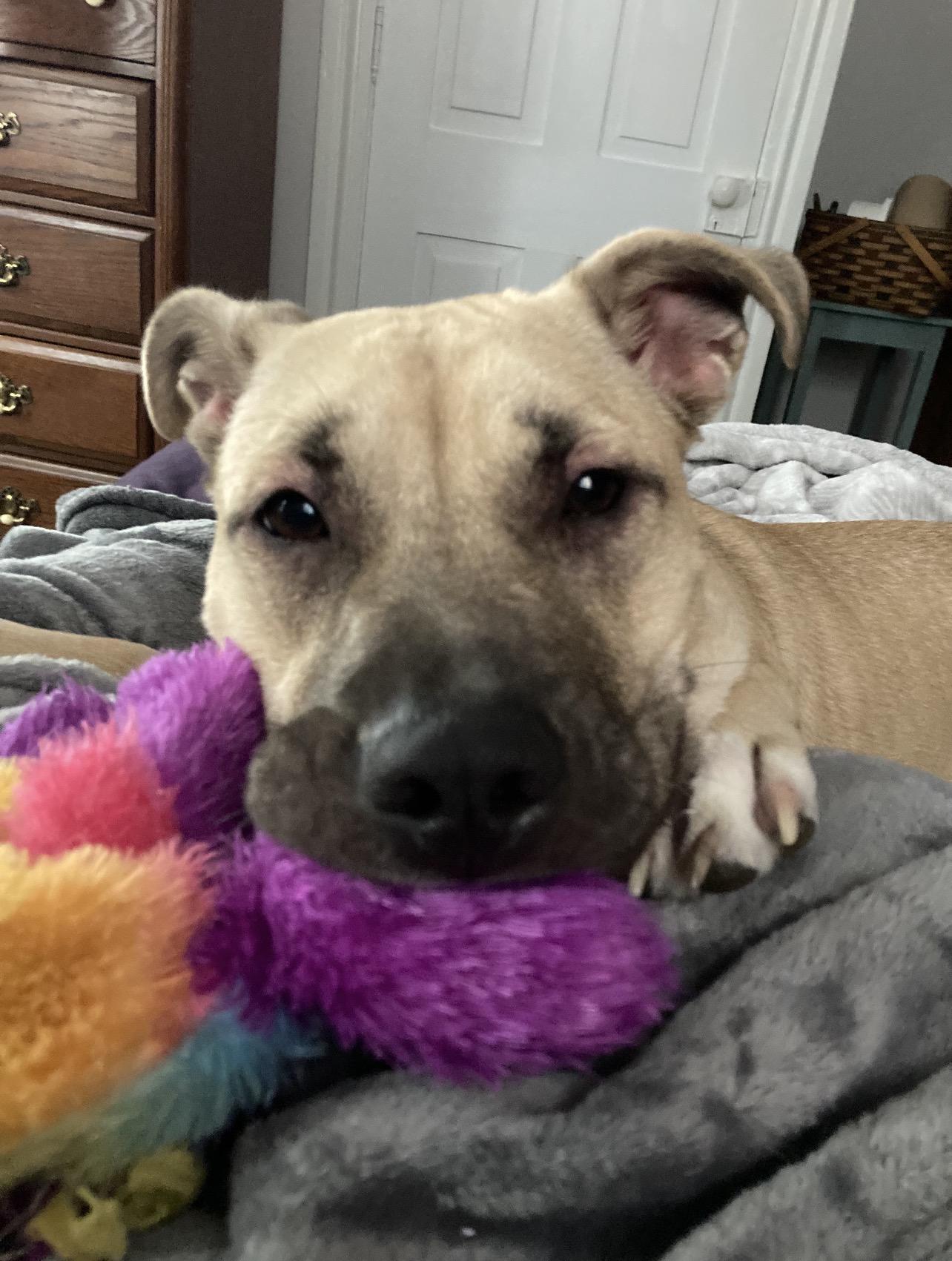 Rosemary , ADOPTABLE, Adult Female German Shepherd Dog & American Staffordshire Terrier.