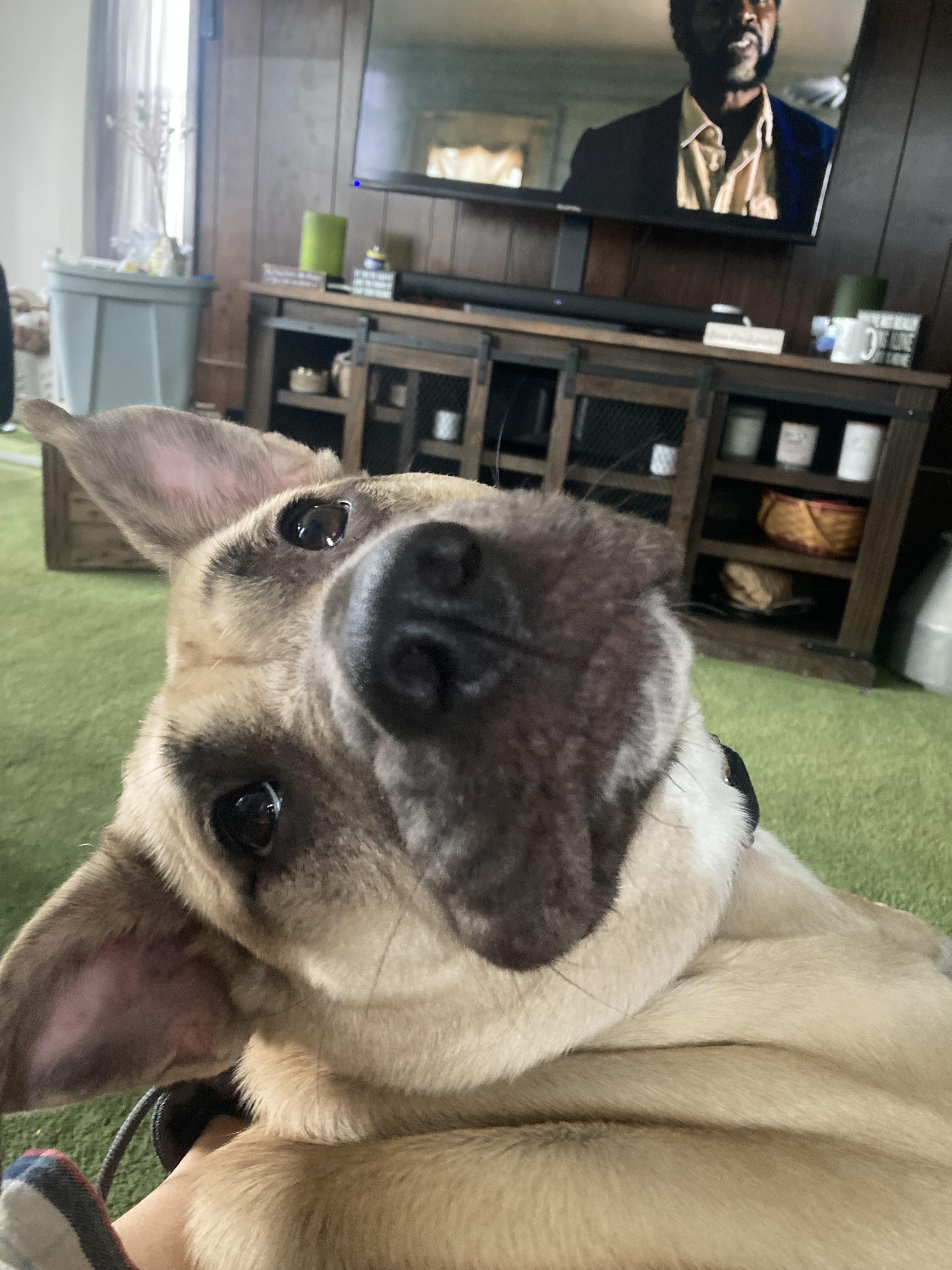 Enlarge Rosemary , a ADOPTABLE mixed breed in Voorhees, NJ image 5/6