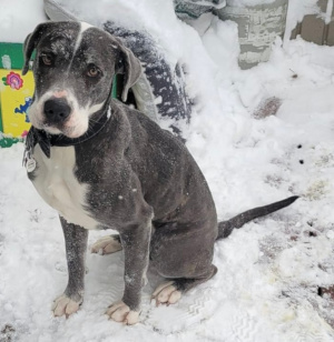 Enlarge Harley, a Adoptable mixed breed in Georgetown, CO image 1/1