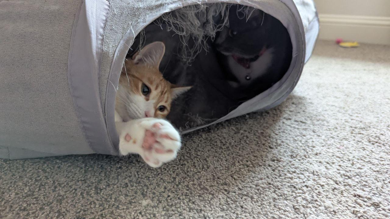 Flower " Playful Female Orange Beauty ", Adoptable, Adult Female Tabby & Domestic Short Hair.