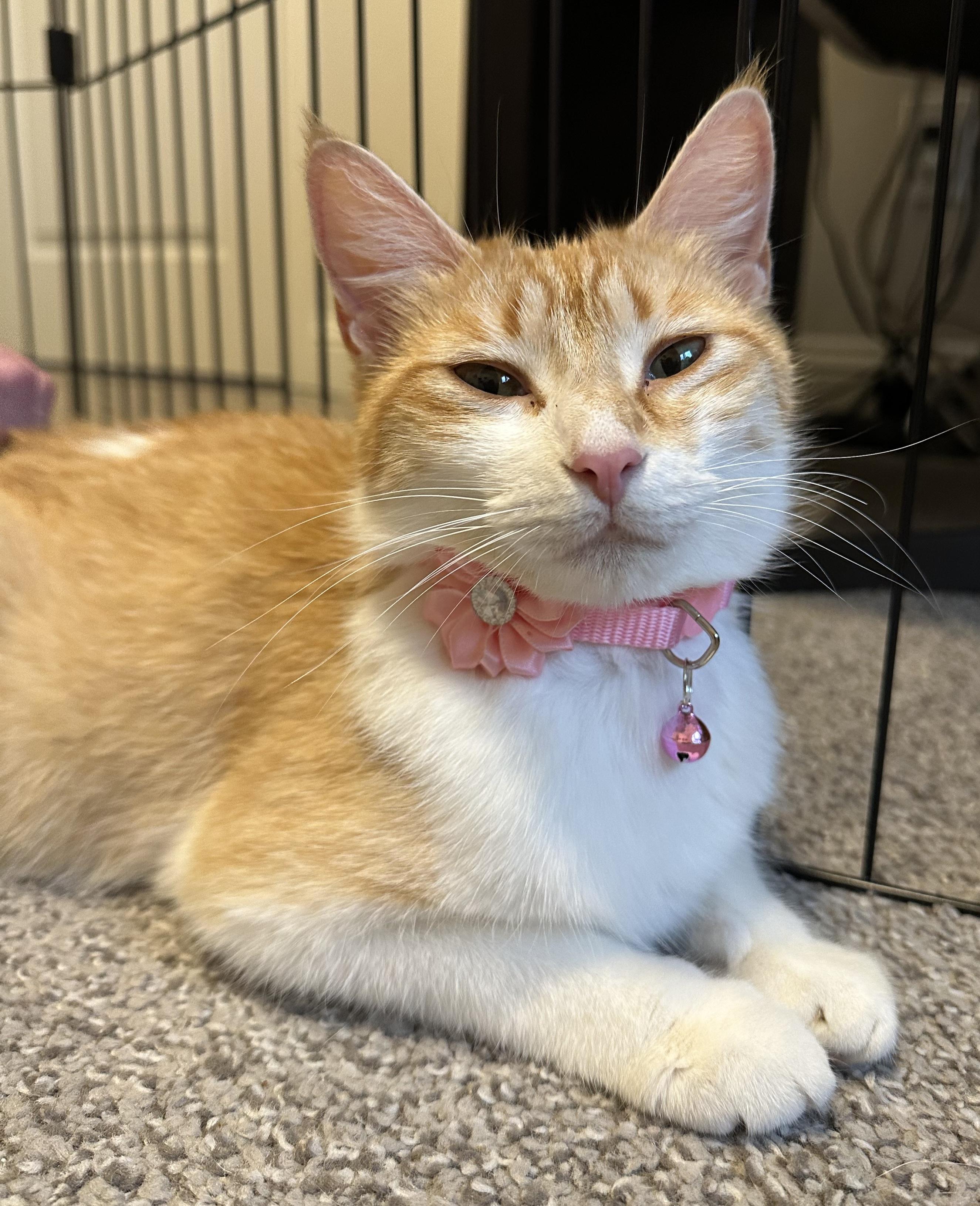 Flower " Female Orange and White Beauty ", Adult Female Siamese