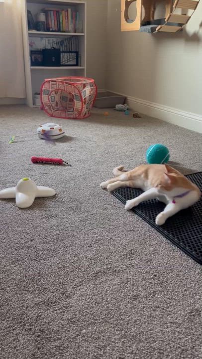 Enlarge Flower " Playful Female Orange Beauty ", a Adoptable mixed breed in Flower Mound, TX video 3/3