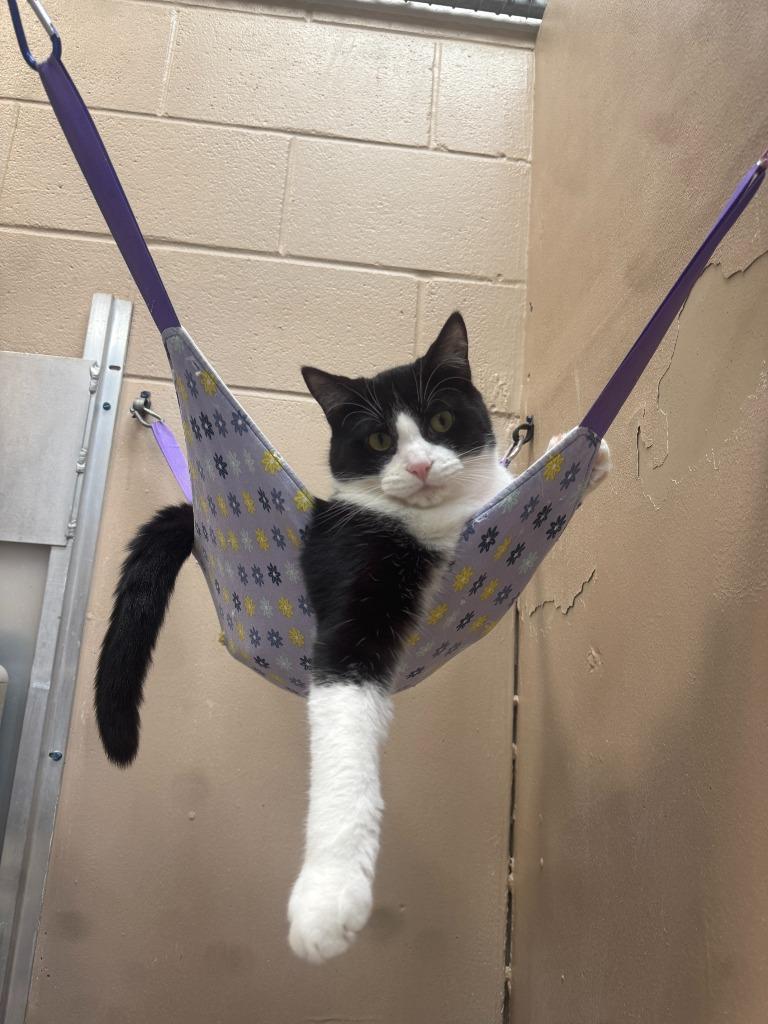 Enlarge Andy, a Adoptable mixed breed in Findlay, OH image 1/3