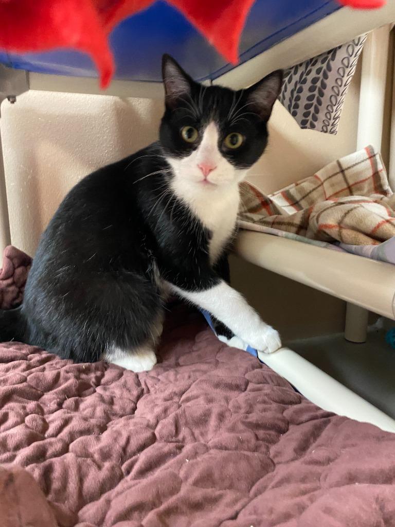 Enlarge Andy, a Adoptable mixed breed in Findlay, OH image 2/3