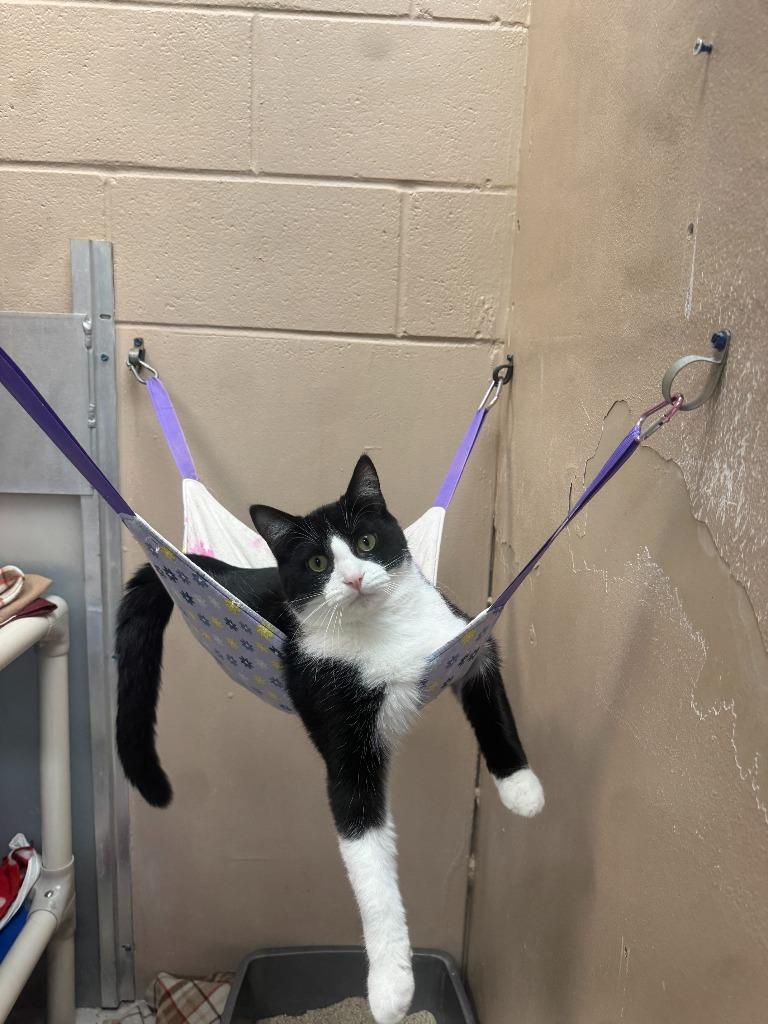 Enlarge Andy, a Adoptable mixed breed in Findlay, OH image 3/3