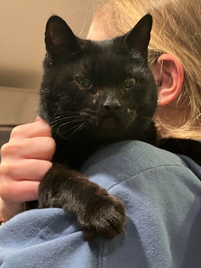 Enlarge Leila, a Adoptable Domestic Short Hair in East Orange, NJ image 2/5