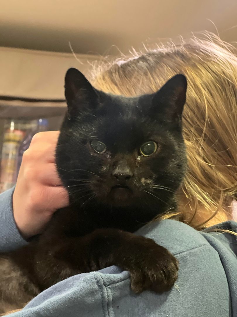 Enlarge Leila, a Adoptable Domestic Short Hair in East Orange, NJ image 3/5