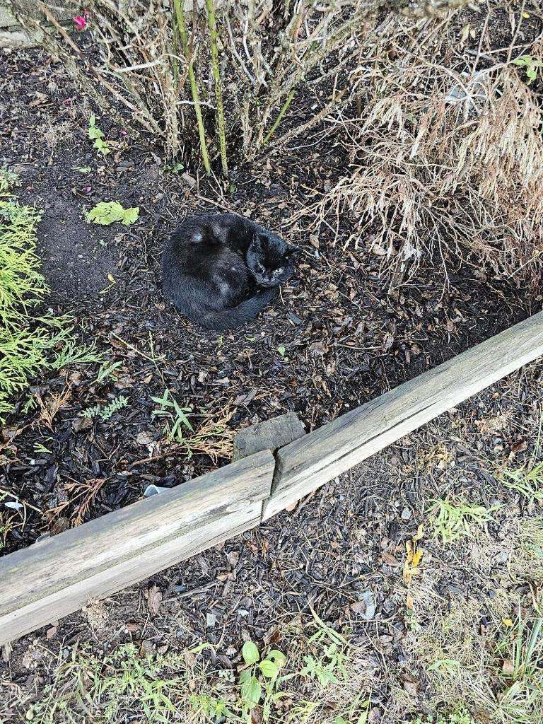 Enlarge Leila, a Adoptable Domestic Short Hair in East Orange, NJ image 4/5