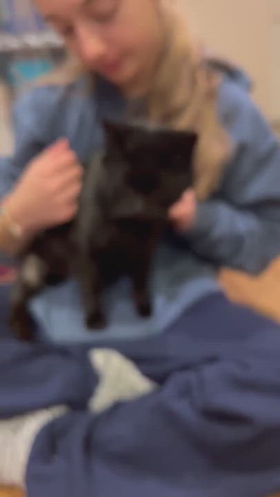 Enlarge Leila, a Adoptable Domestic Short Hair in East Orange, NJ video 5/5