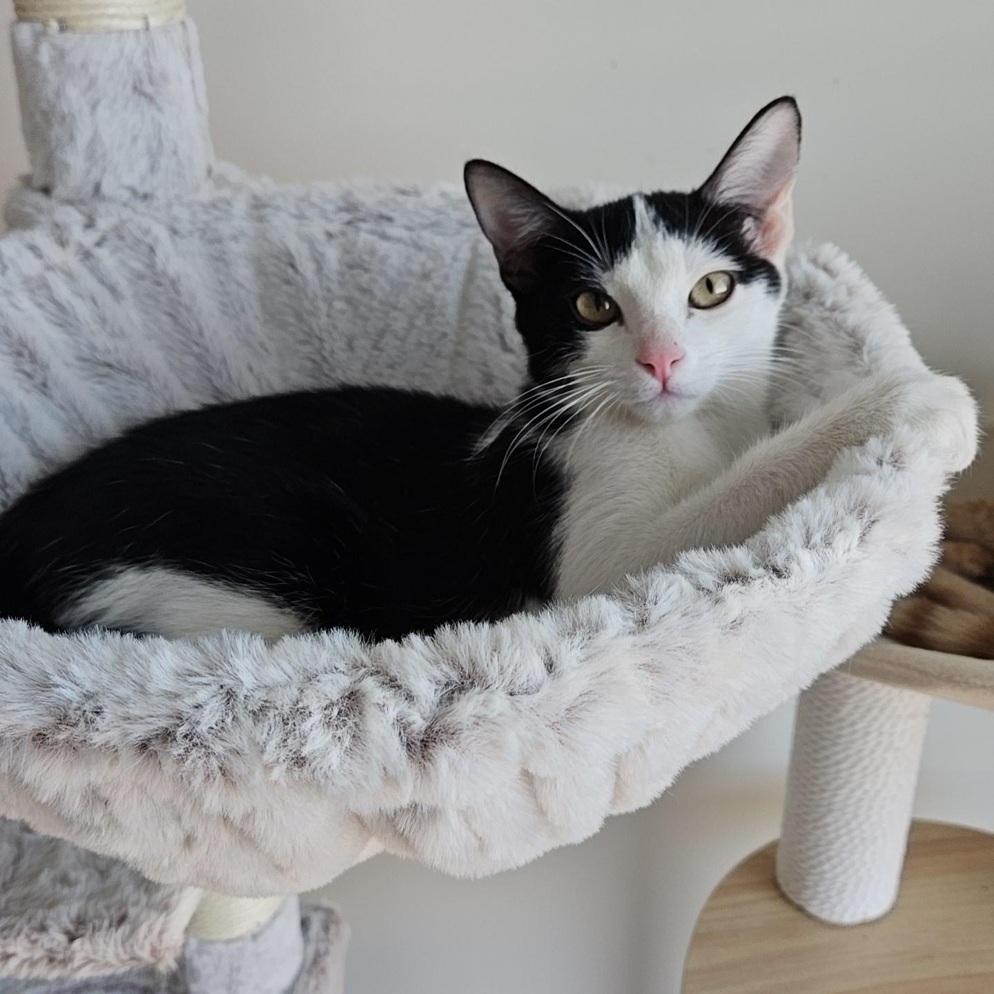 Reba, a Adoptable Domestic Short Hair in Peoria, AZ image 1/6