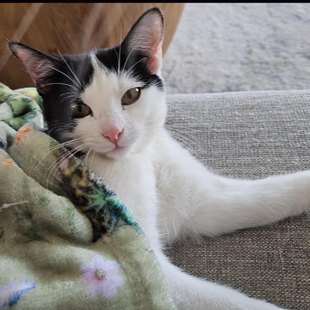 Reba, a Adoptable Domestic Short Hair in Peoria, AZ image 2/6