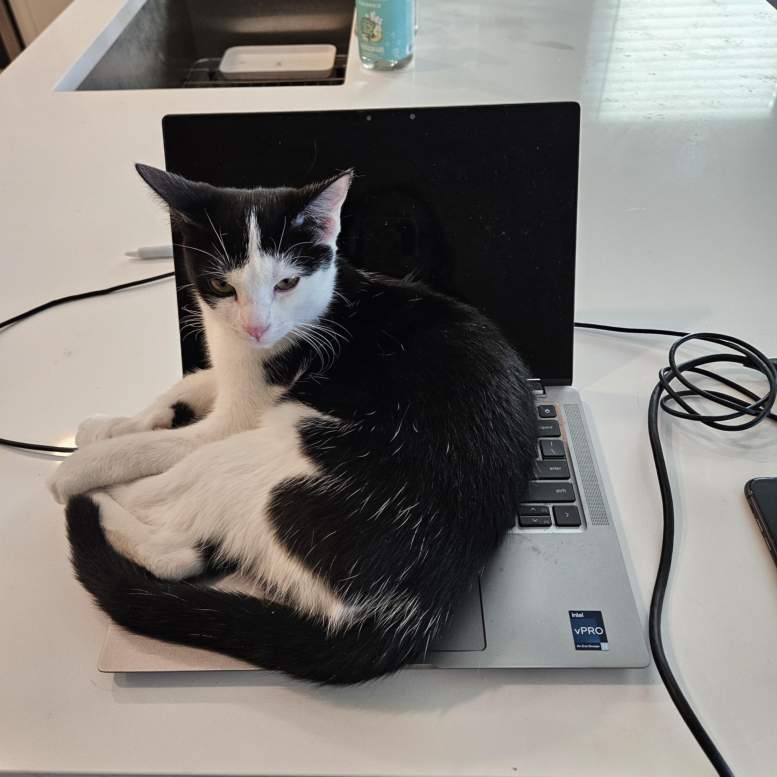 Reba, a Adoptable Domestic Short Hair in Peoria, AZ image 6/6