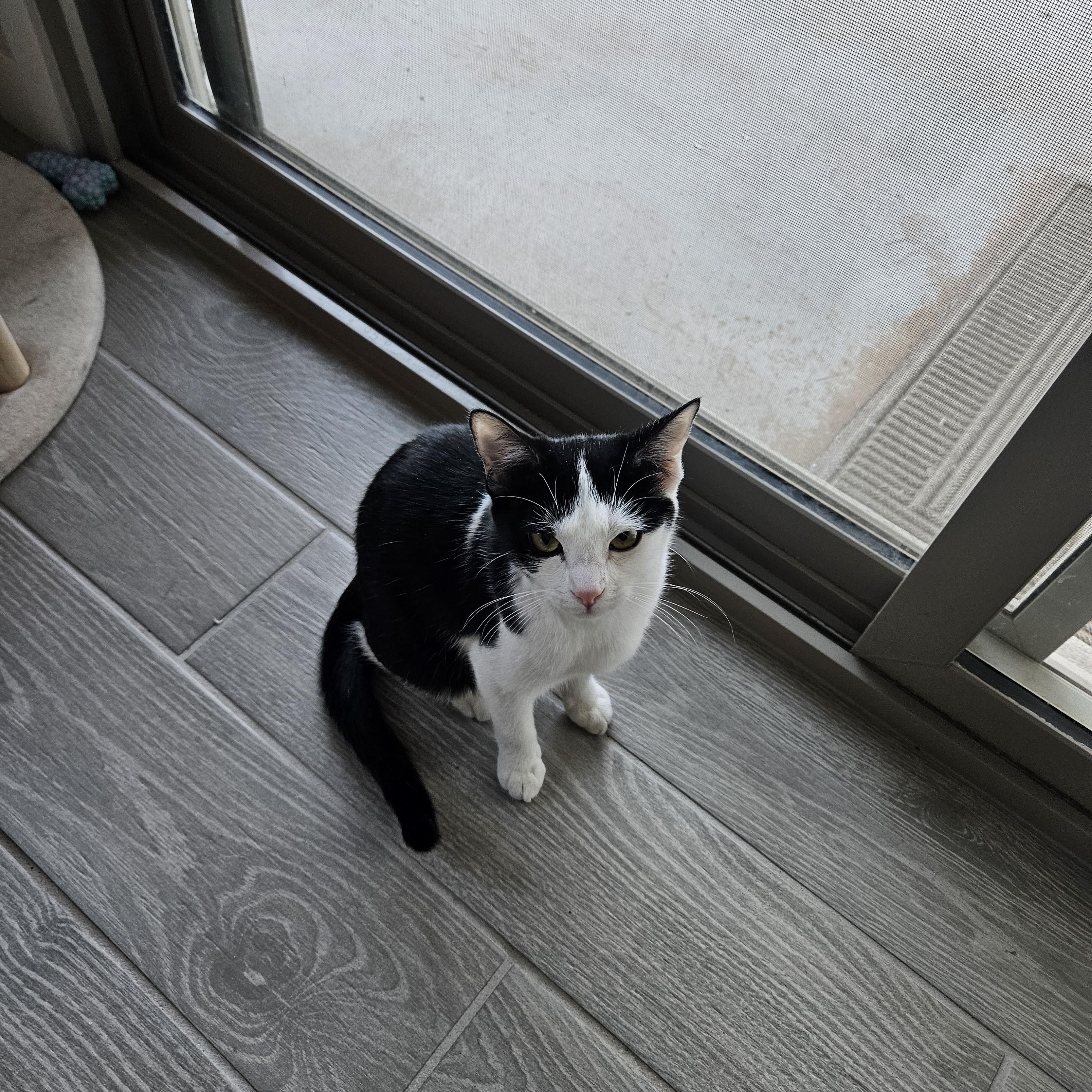 Reba, a Adoptable Domestic Short Hair in Peoria, AZ image 5/6