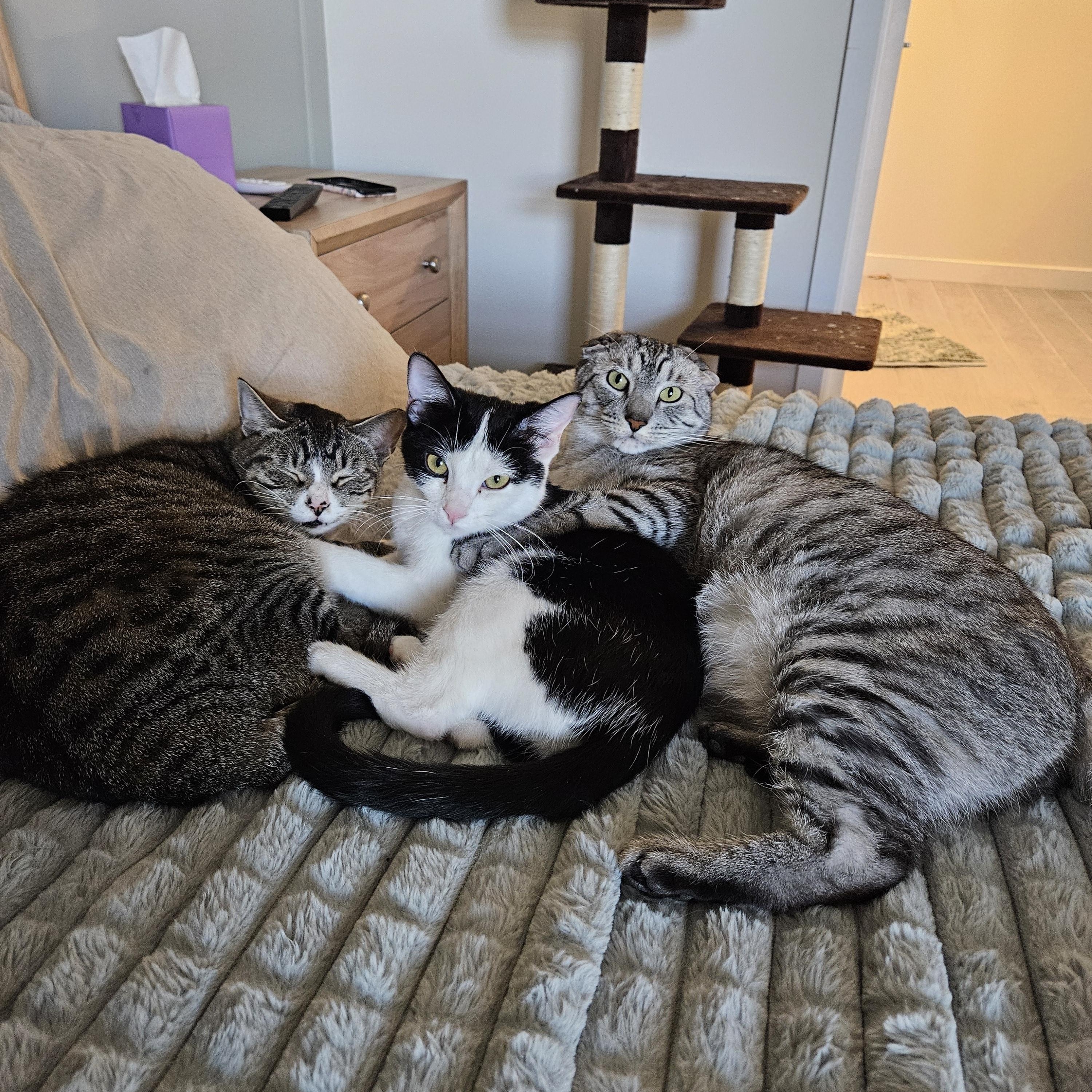 Reba, a Adoptable Domestic Short Hair in Peoria, AZ image 4/6