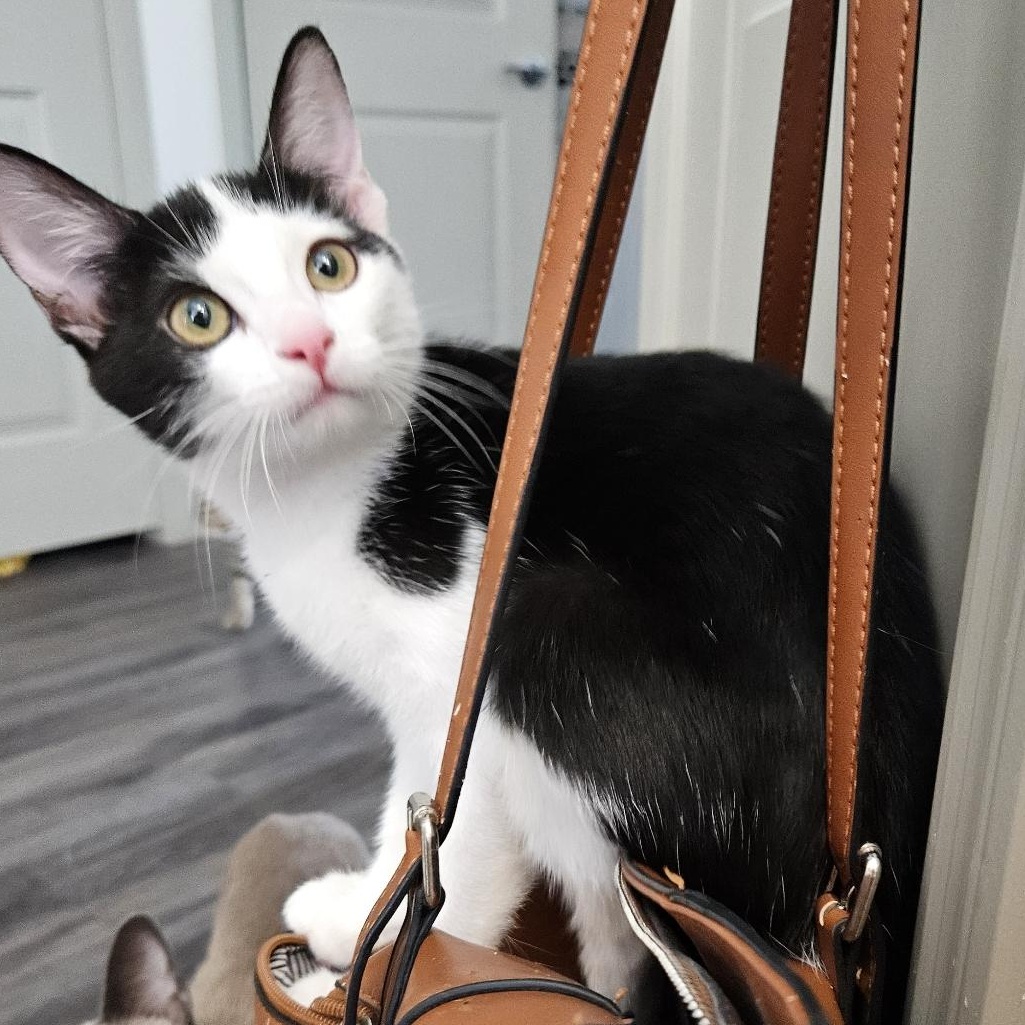 Reba, a Adoptable Domestic Short Hair in Peoria, AZ image 3/6