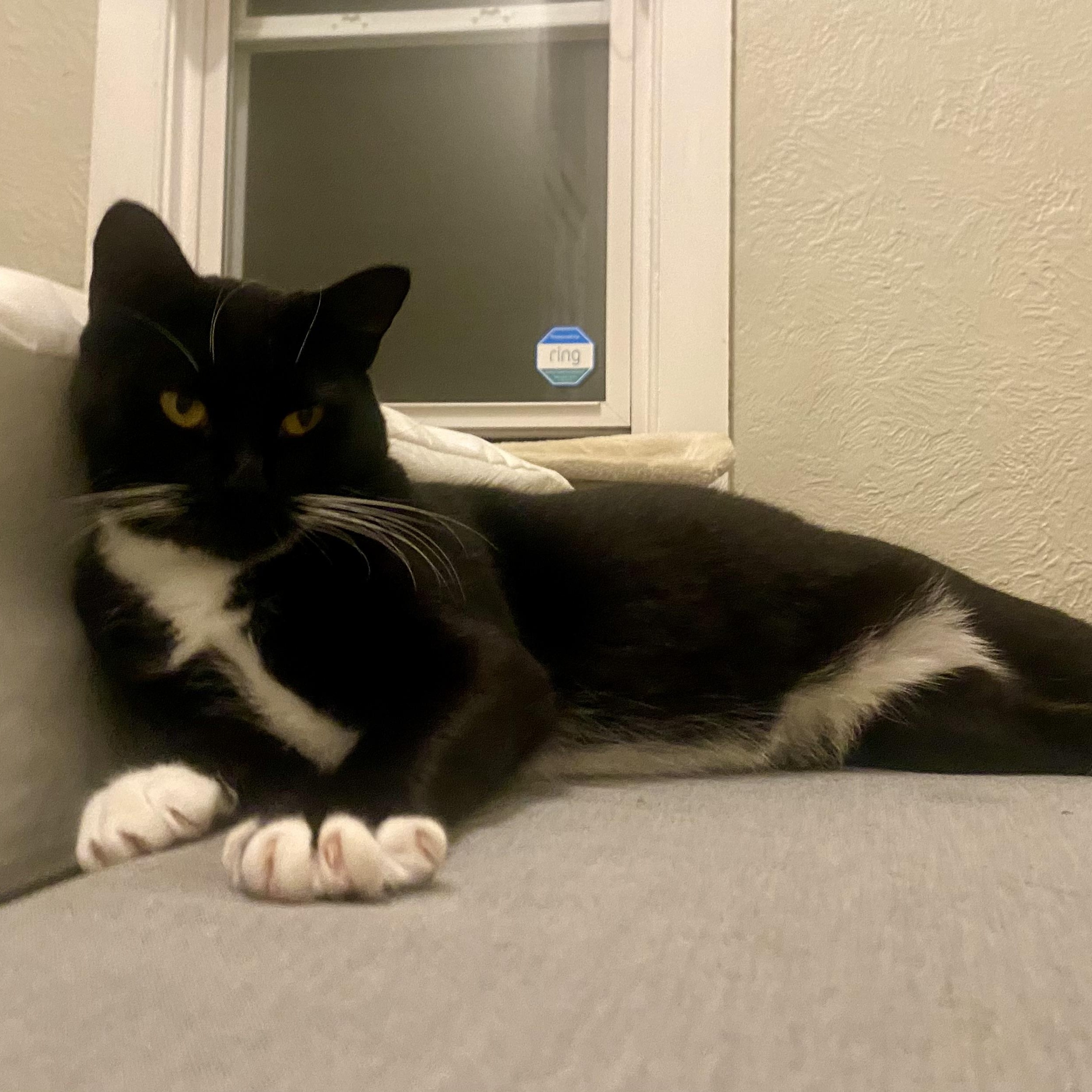 Enlarge Sky, a Adoptable Domestic Short Hair in King George, VA image 2/5