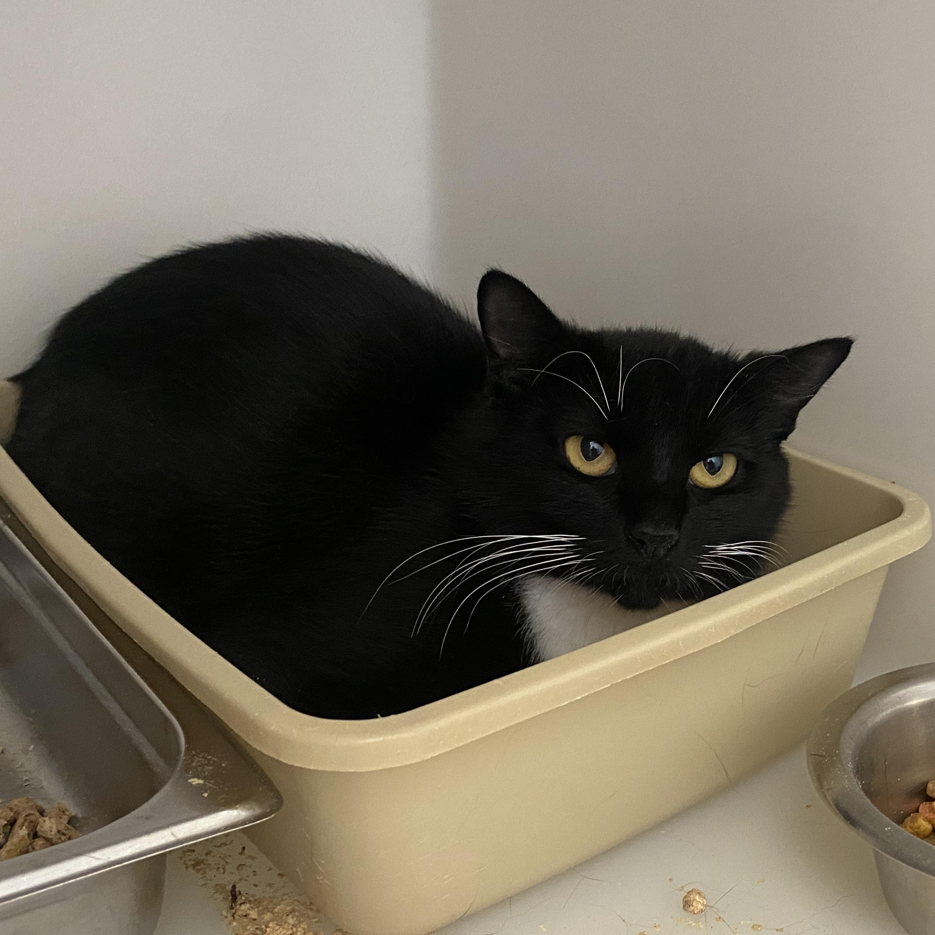 Sky, ADOPTABLE, Young Female Domestic Short Hair.