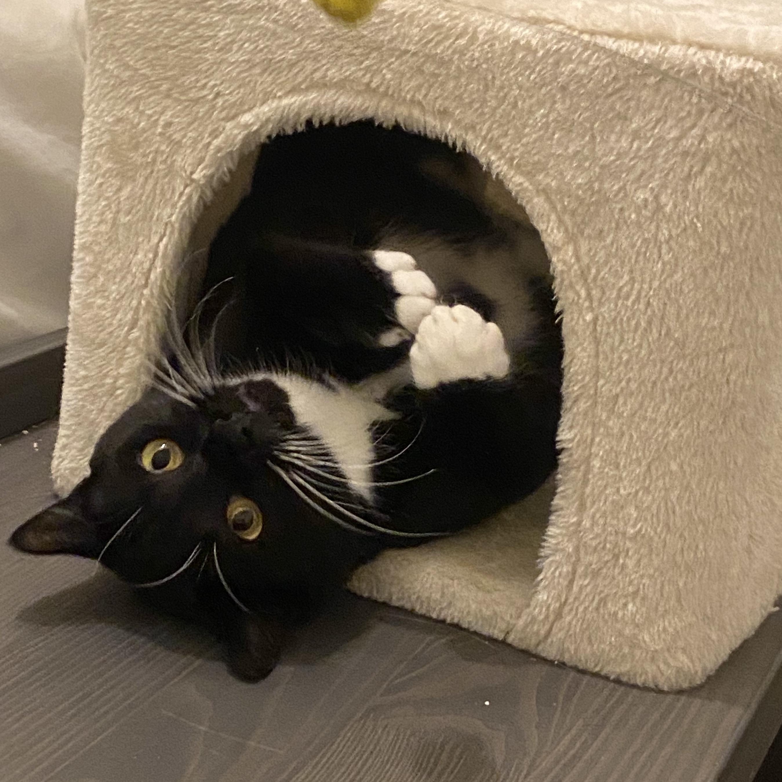 Sky, Adoptable, Young Female Domestic Short Hair.