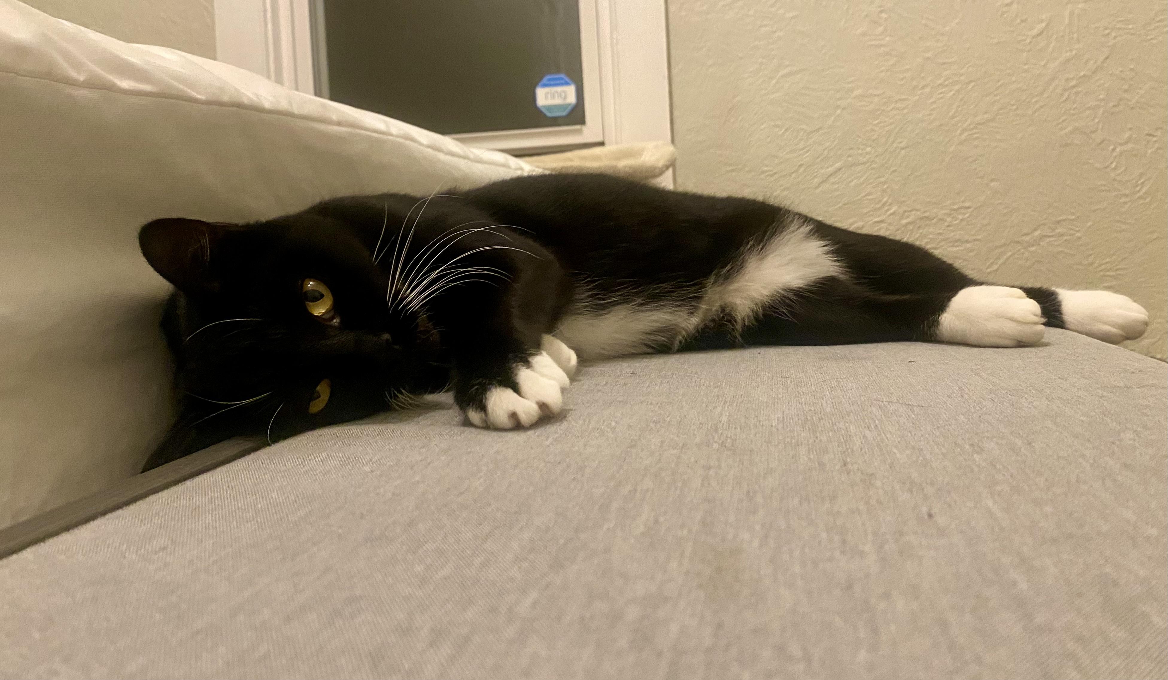Enlarge Sky, a Adoptable Domestic Short Hair in King George, VA image 3/5
