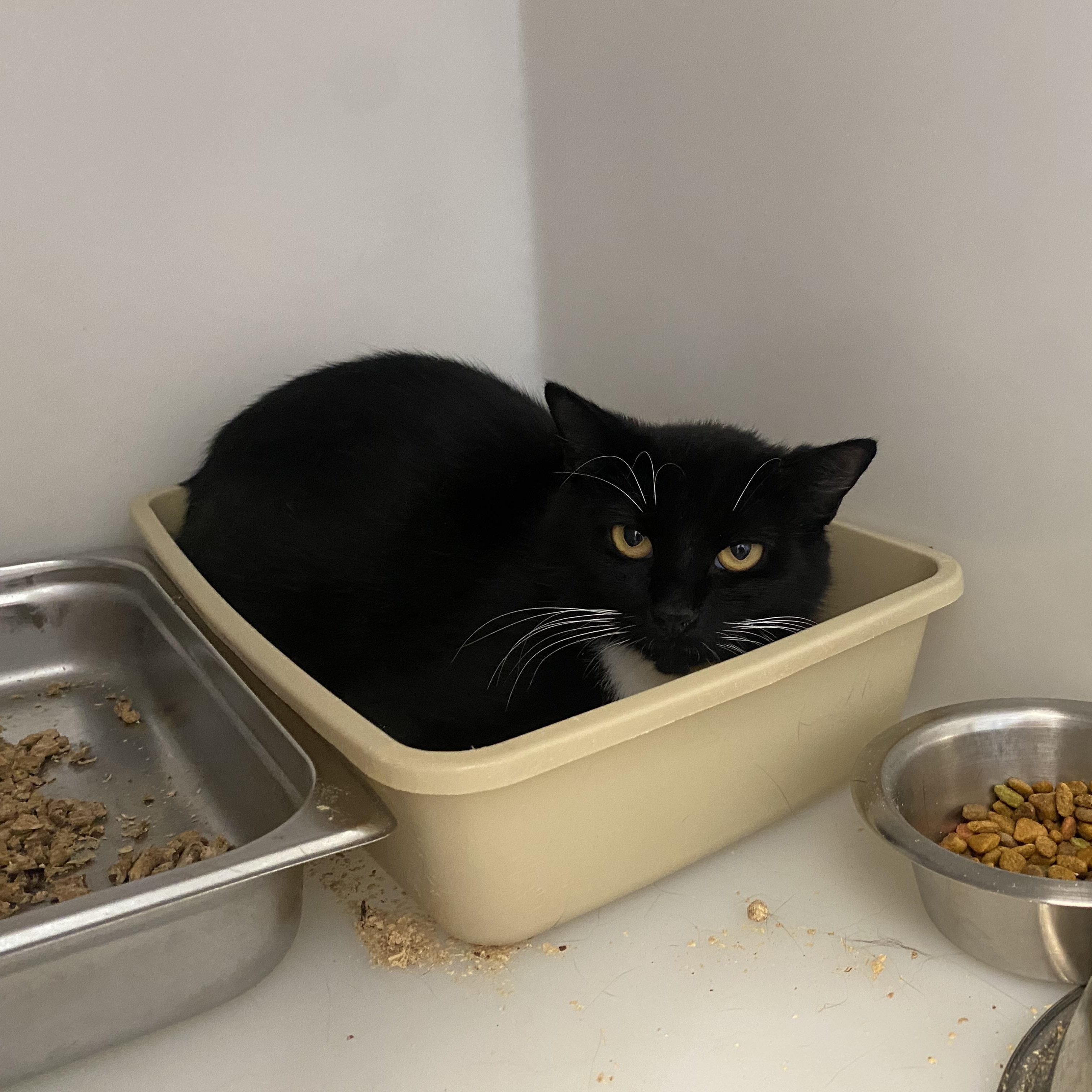 Sky, a ADOPTABLE Domestic Short Hair in King George, VA image 2/2