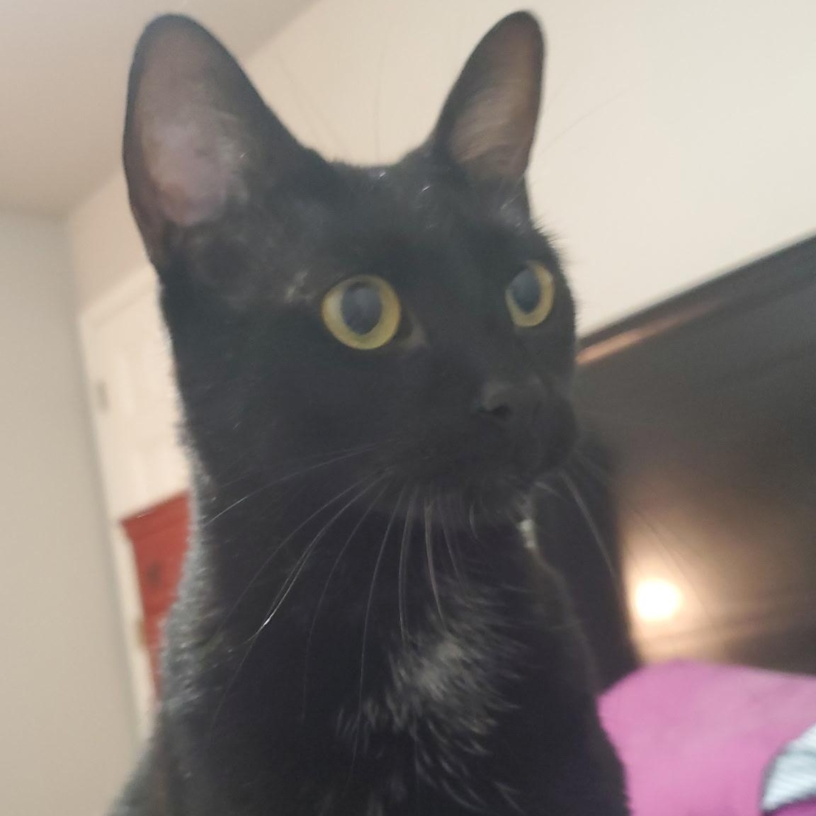 Enlarge George, a Adoptable Domestic Medium Hair in Sedalia, MO image 1/2