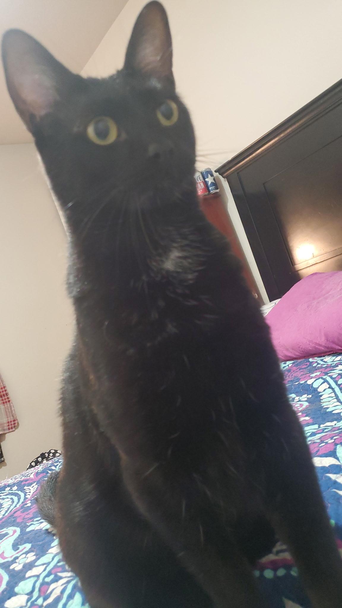 Enlarge George, a Adoptable Domestic Medium Hair in Sedalia, MO image 2/2