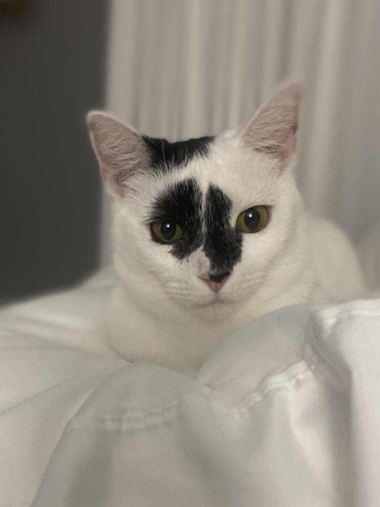 Lucyfur, a Adoptable Domestic Short Hair in Seaford, DE image 1/2