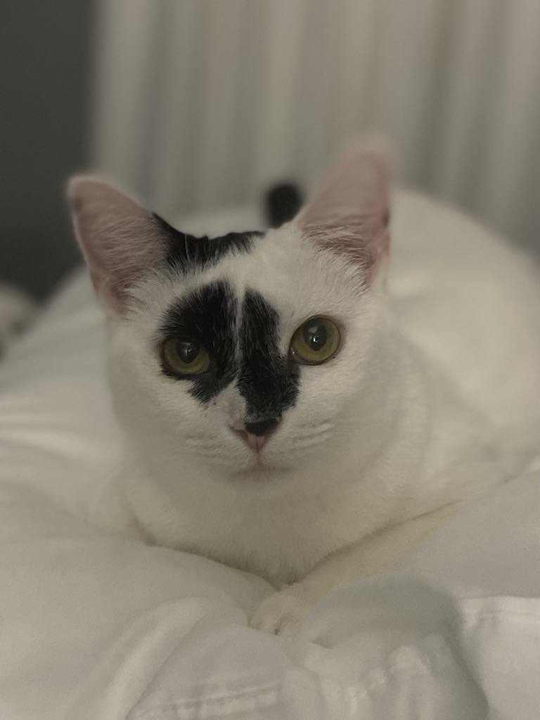 Lucyfur, a Adoptable Domestic Short Hair in Seaford, DE image 2/2