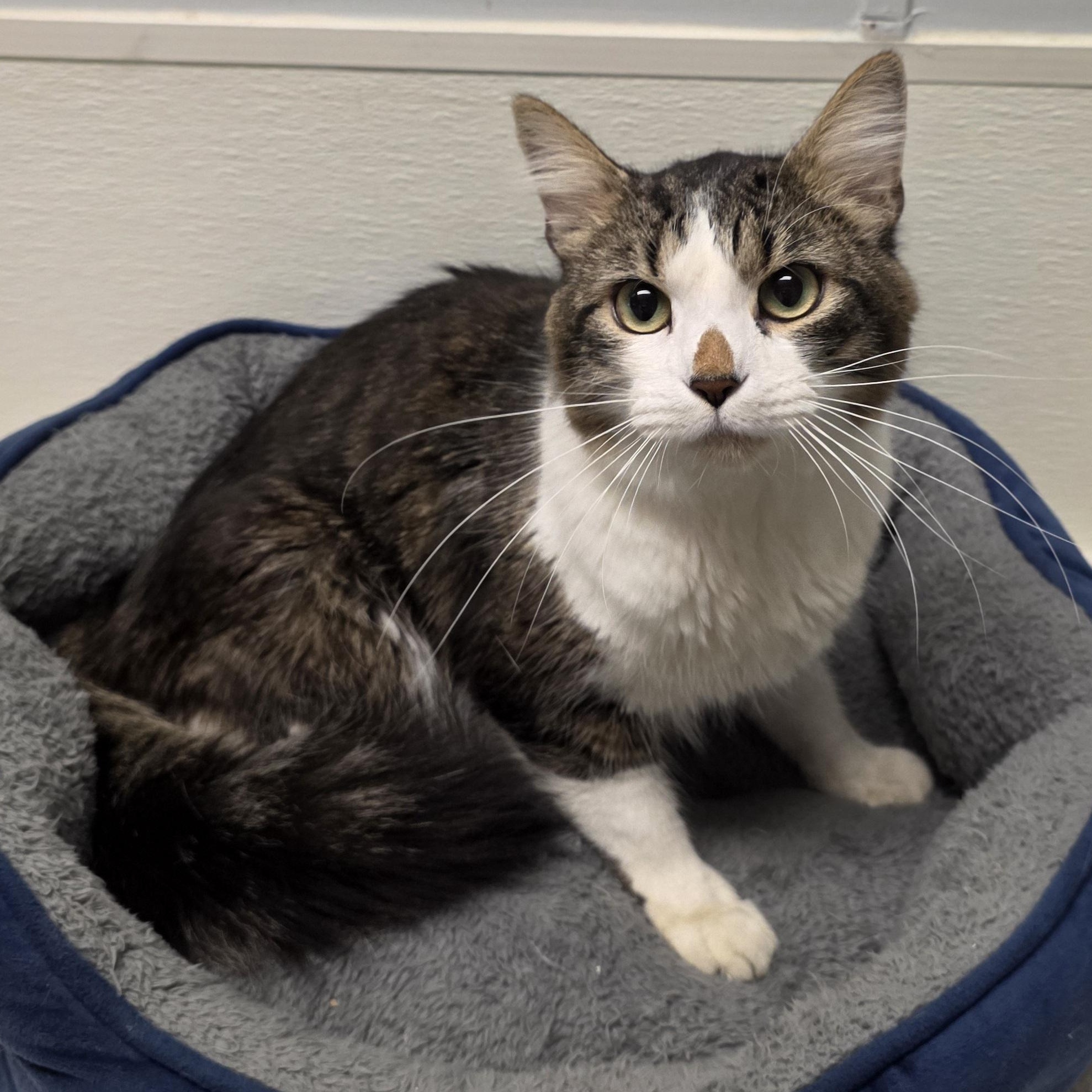 Radar, Adoptable, Adult Female Domestic Medium Hair & Tabby.
