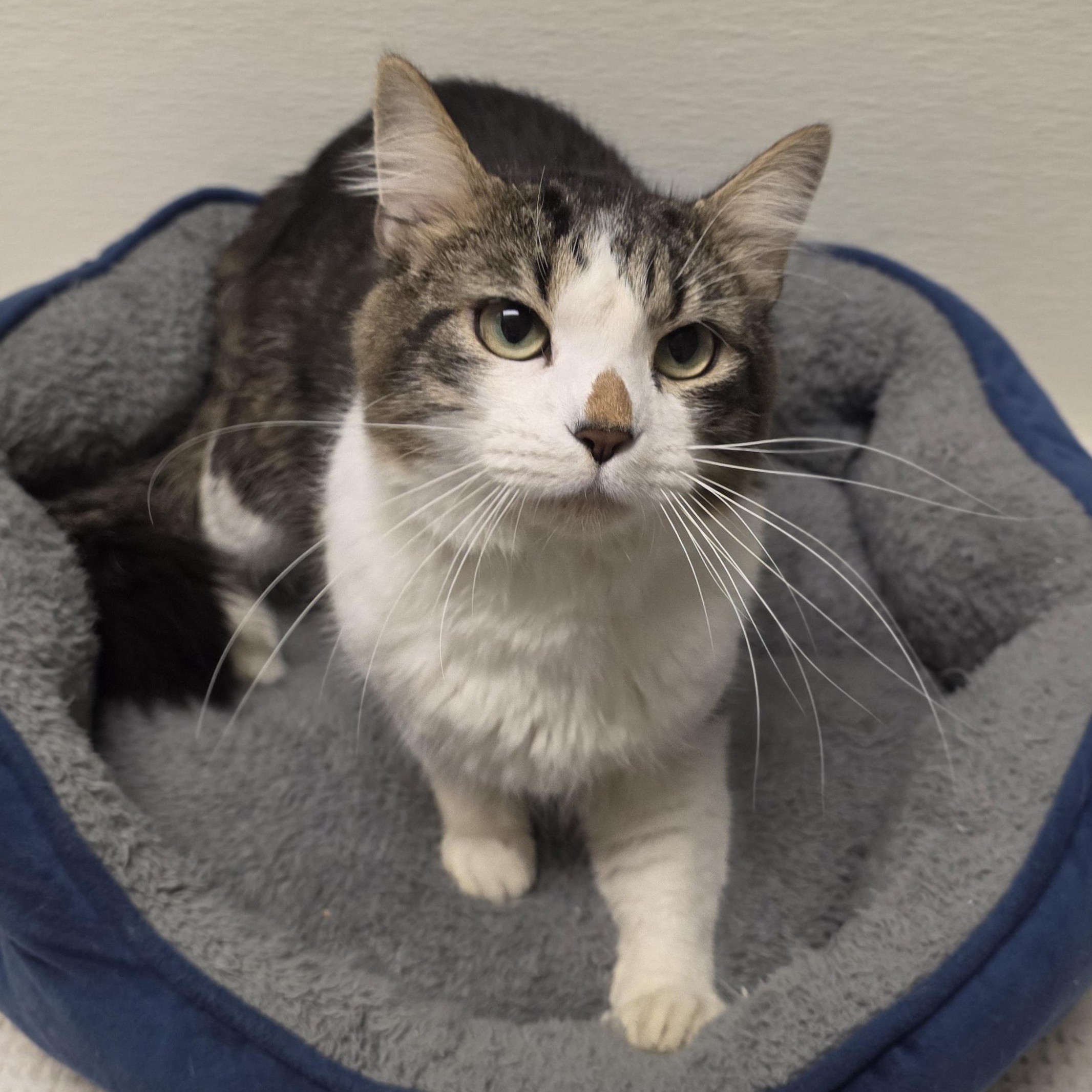Enlarge Radar, a Adoptable mixed breed in Greensboro, NC image 4/6