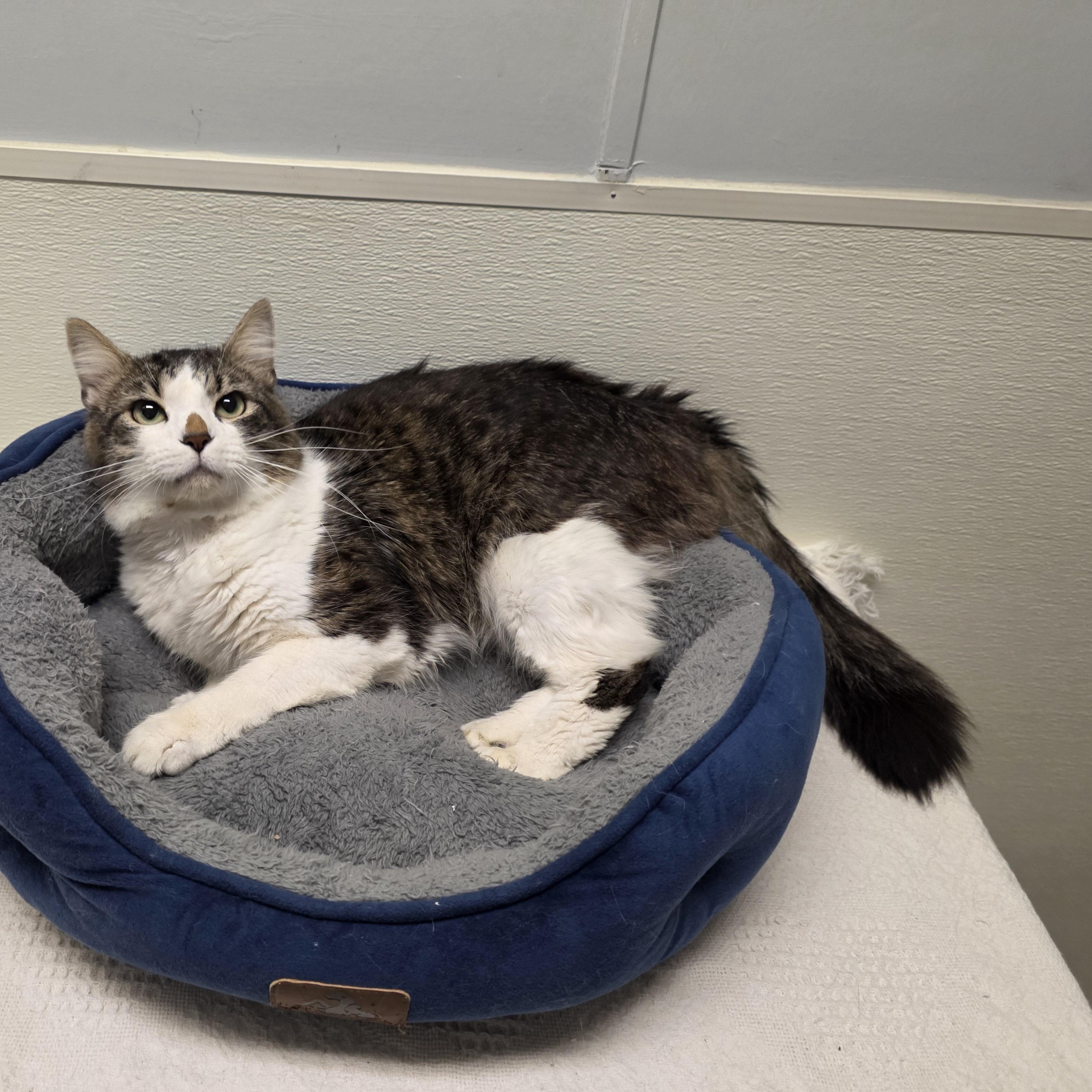Enlarge Radar, a Adoptable mixed breed in Greensboro, NC image 5/6