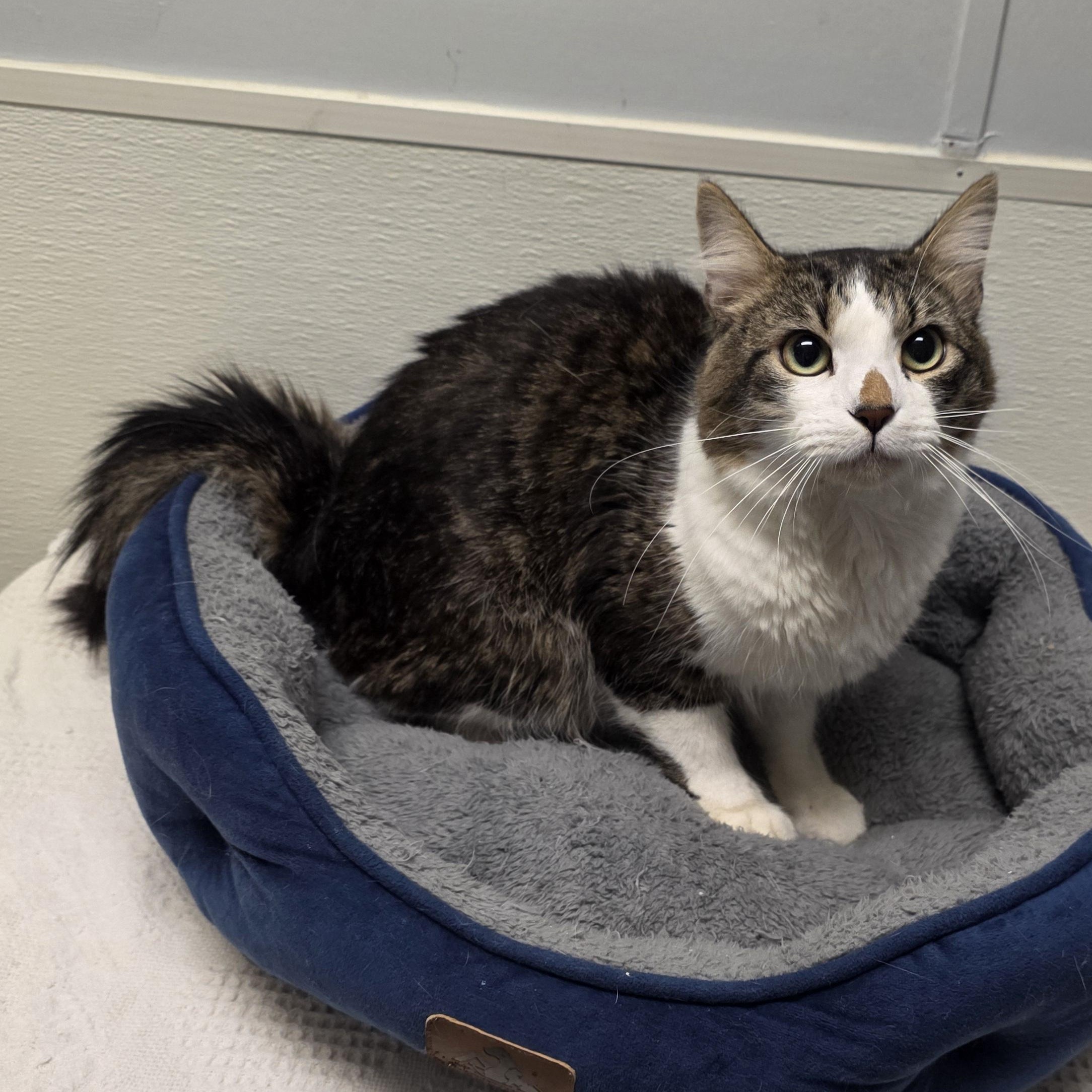 Enlarge Radar, a Adoptable mixed breed in Greensboro, NC image 6/6