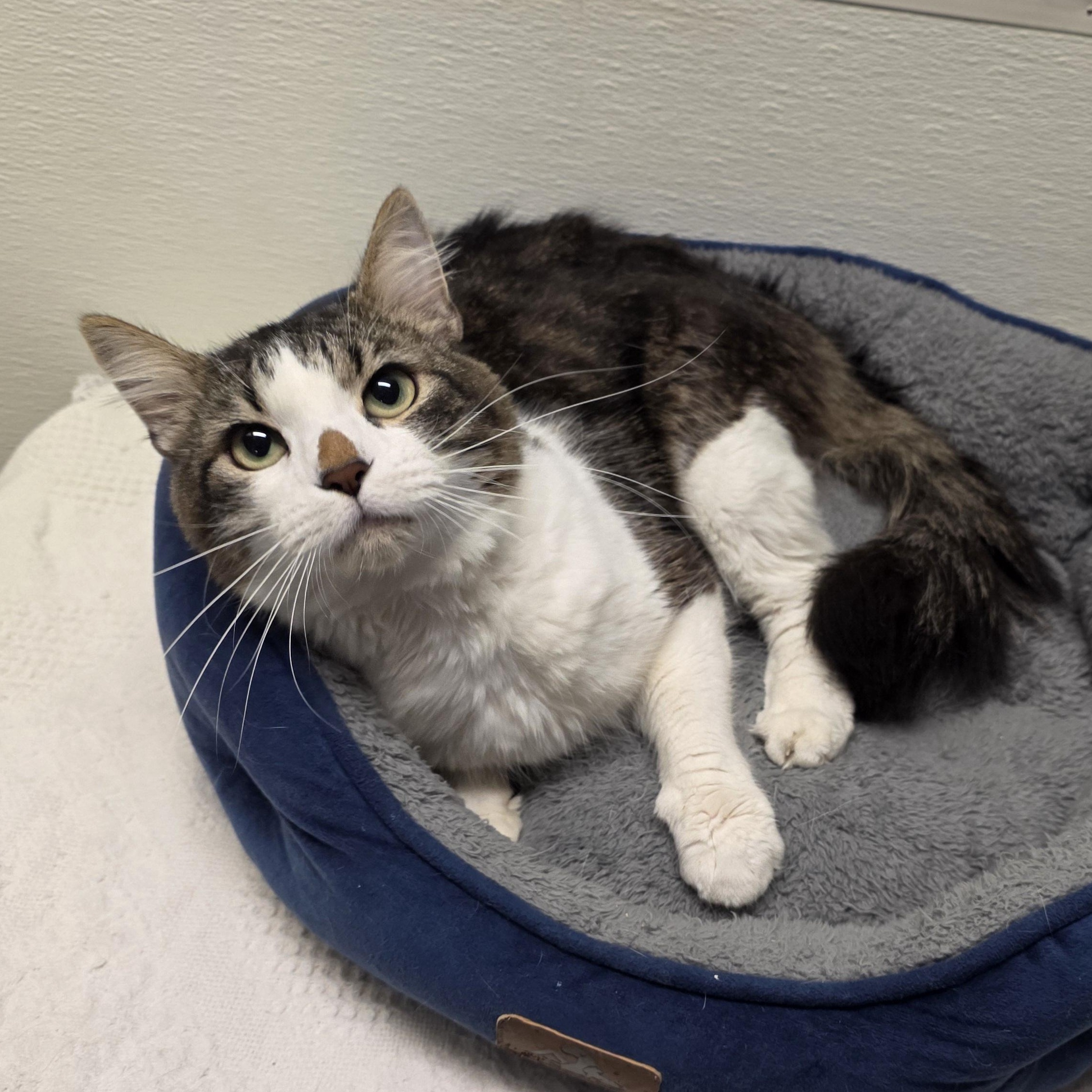Enlarge Radar, a Adoptable mixed breed in Greensboro, NC image 2/6