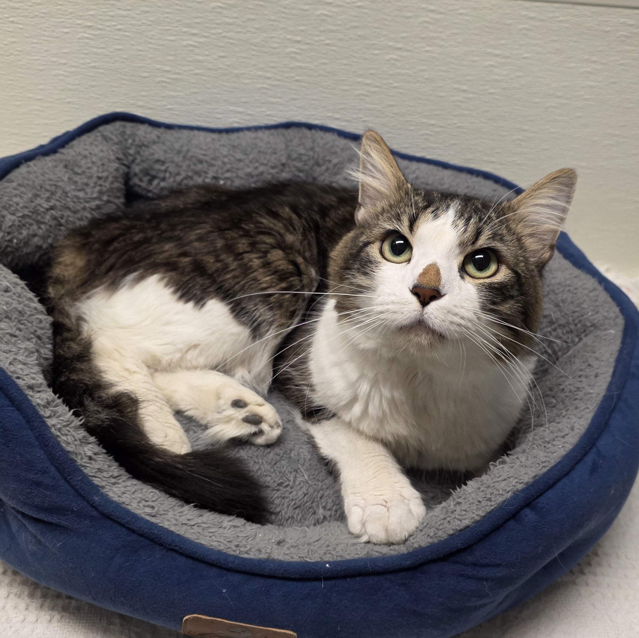 Enlarge Radar, a Adoptable mixed breed in Greensboro, NC image 3/6