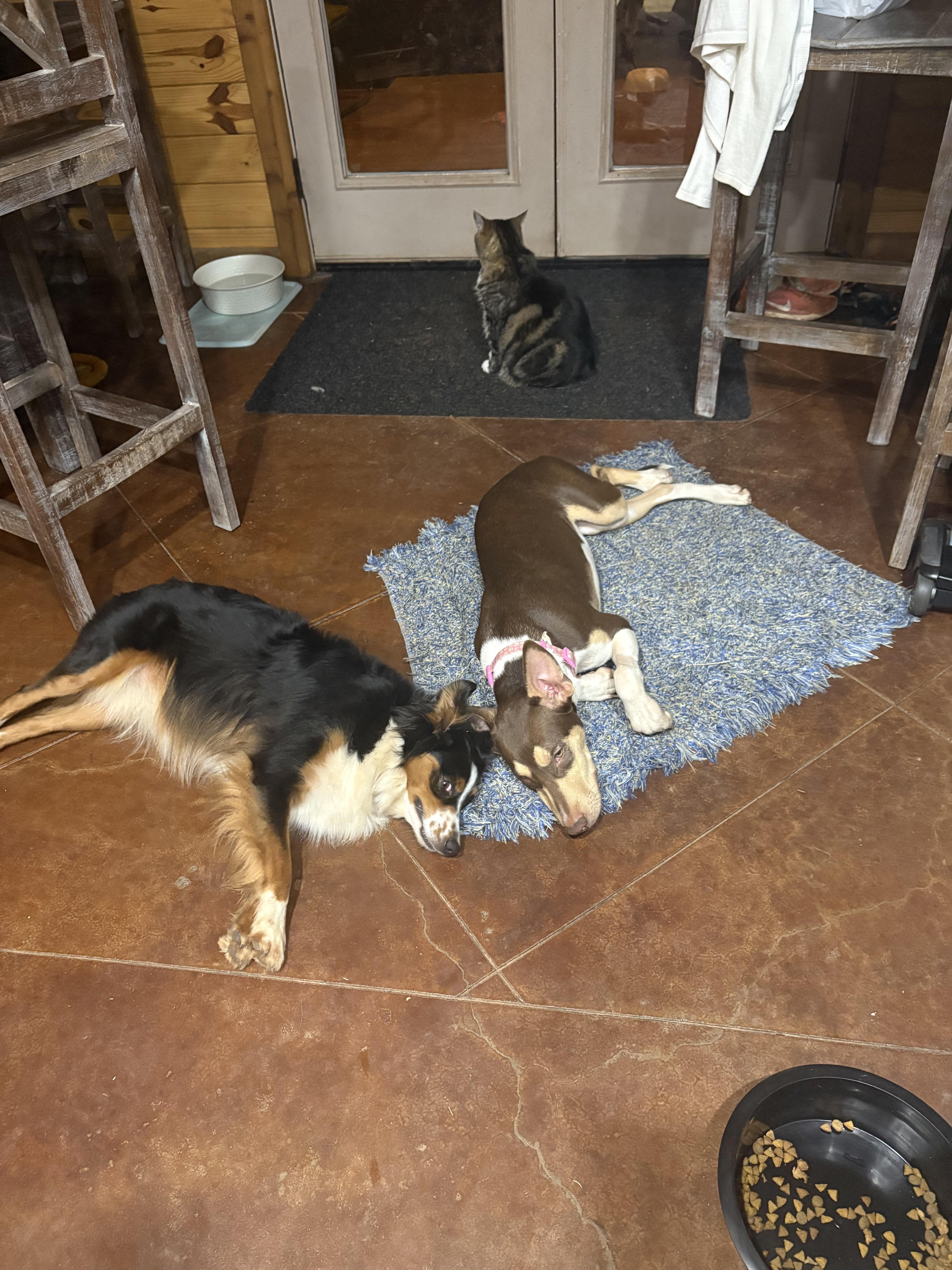 Carlie, Adoptable, Young Female Hound & Doberman Pinscher.