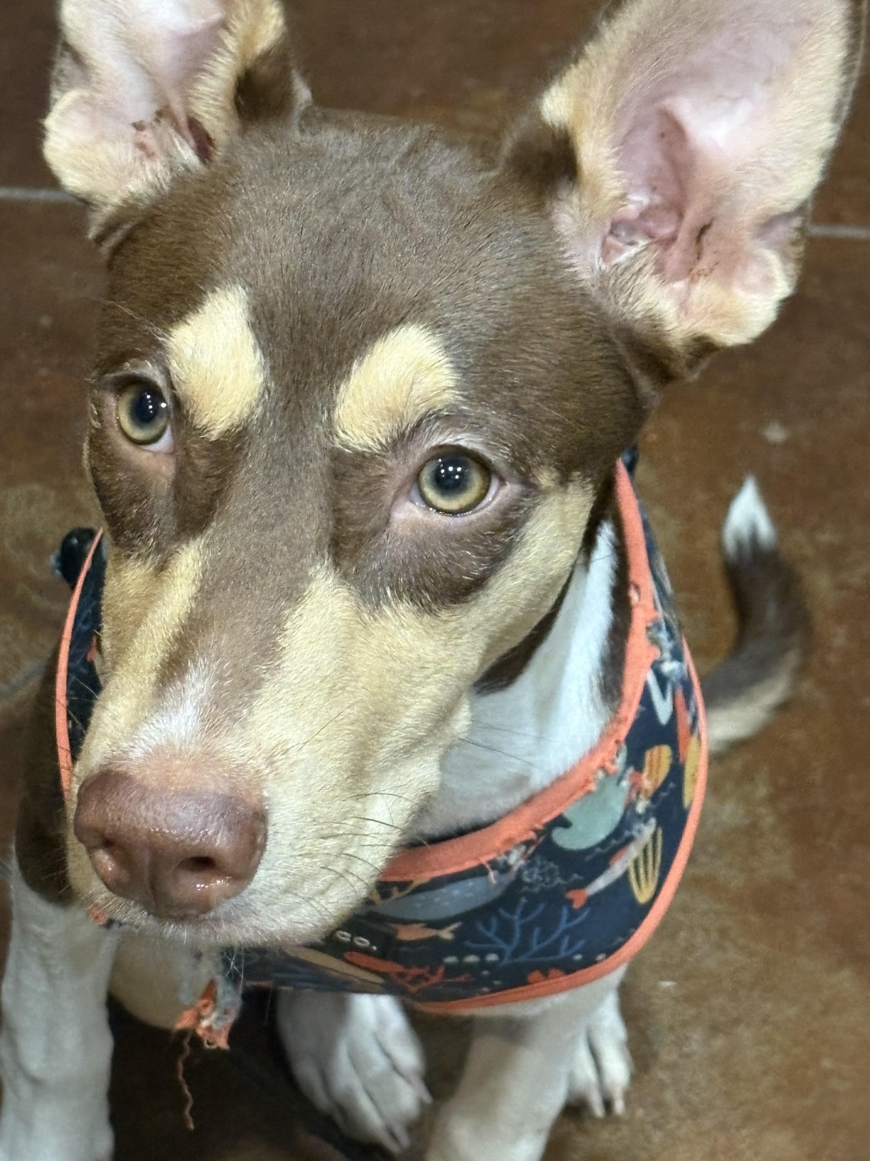 Carlie, a Adoptable mixed breed in Choctaw, OK image 2/4