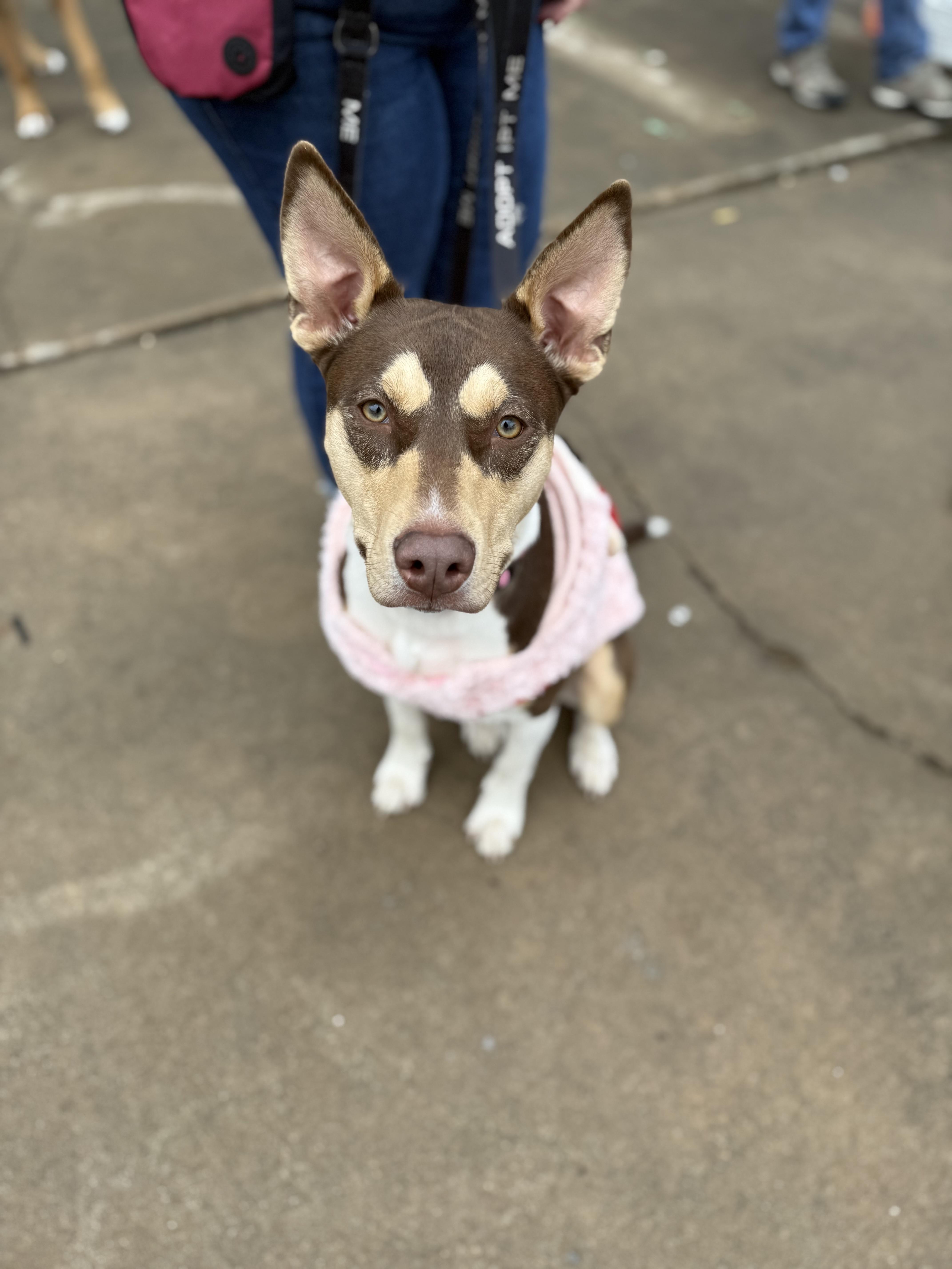 Carlie, Adoptable, Young Female Hound & Doberman Pinscher.