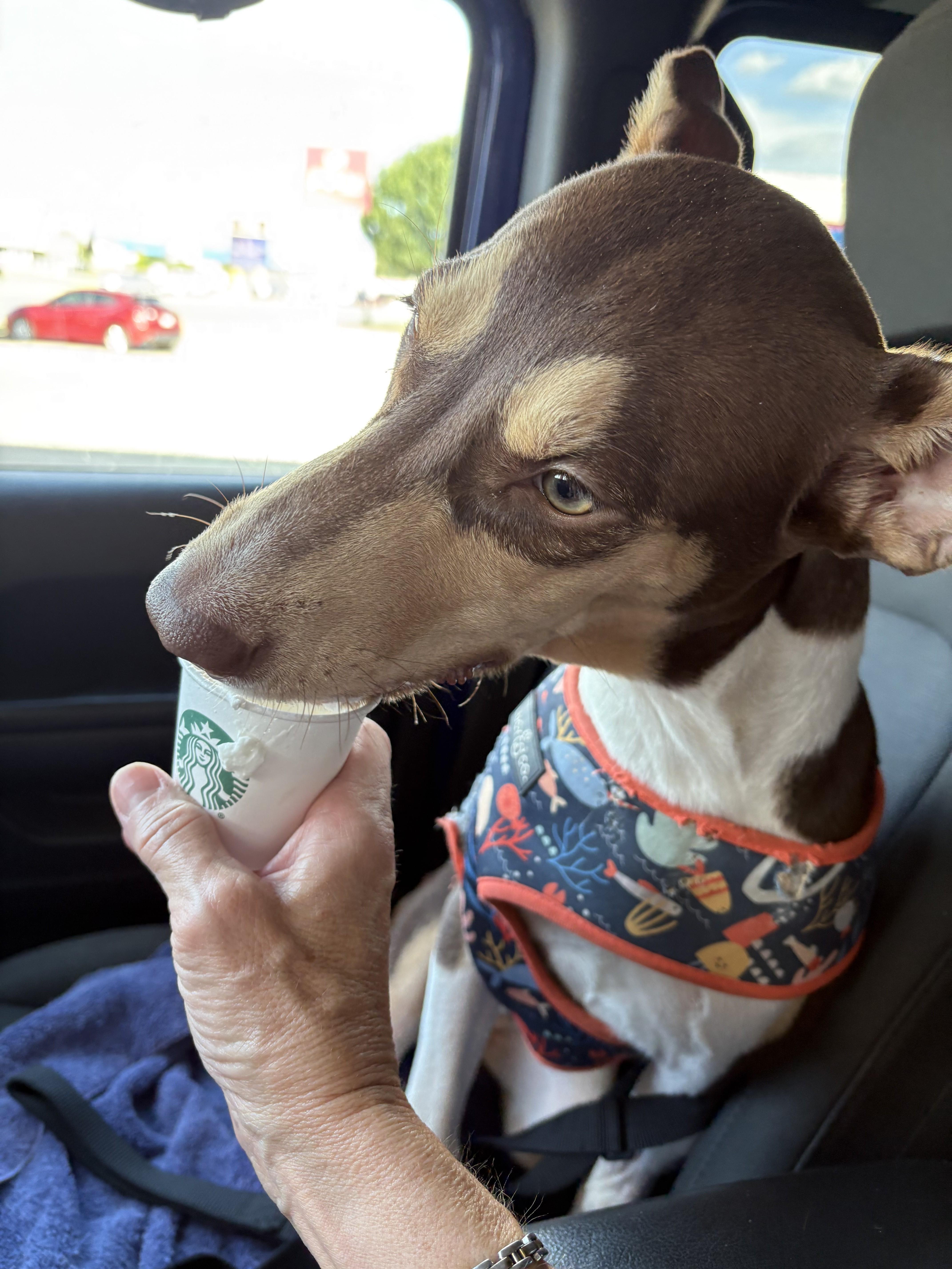 Carlie, a Adoptable mixed breed in Choctaw, OK image 3/4