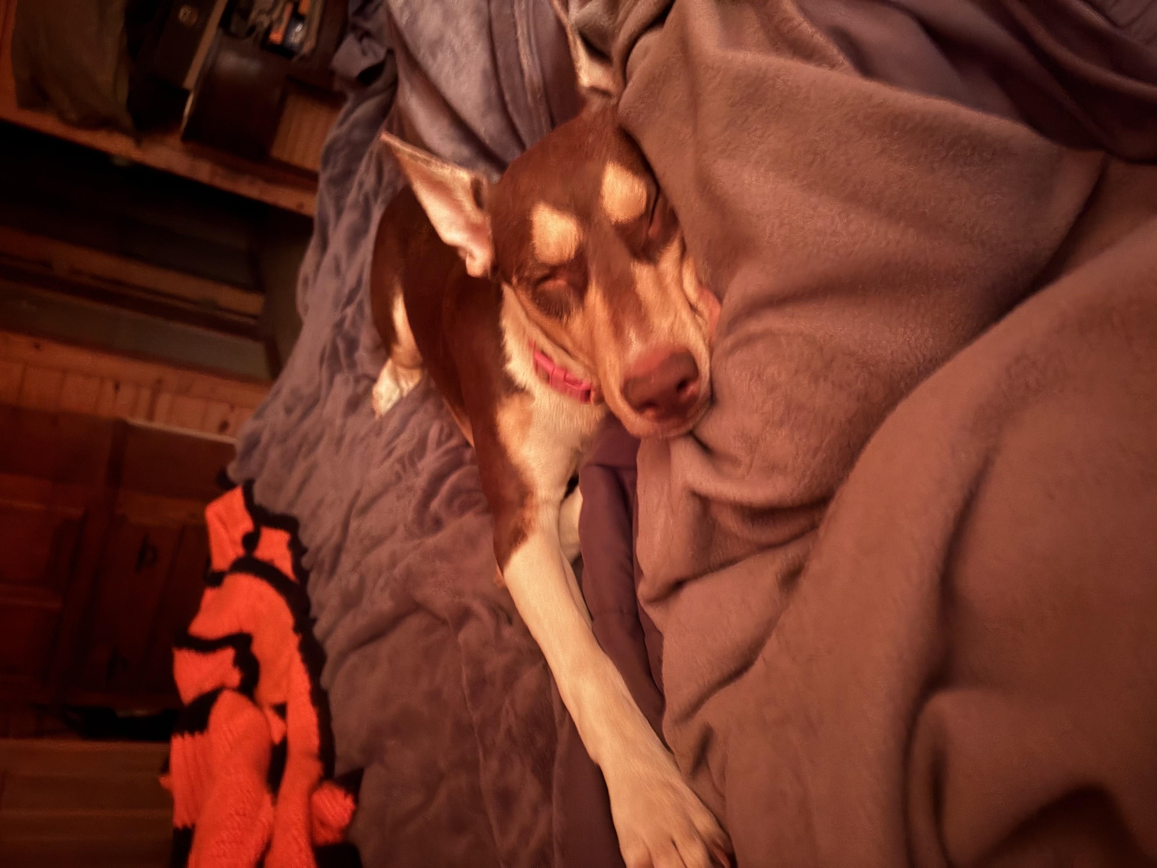 Carlie, a Adoptable mixed breed in Choctaw, OK image 4/4