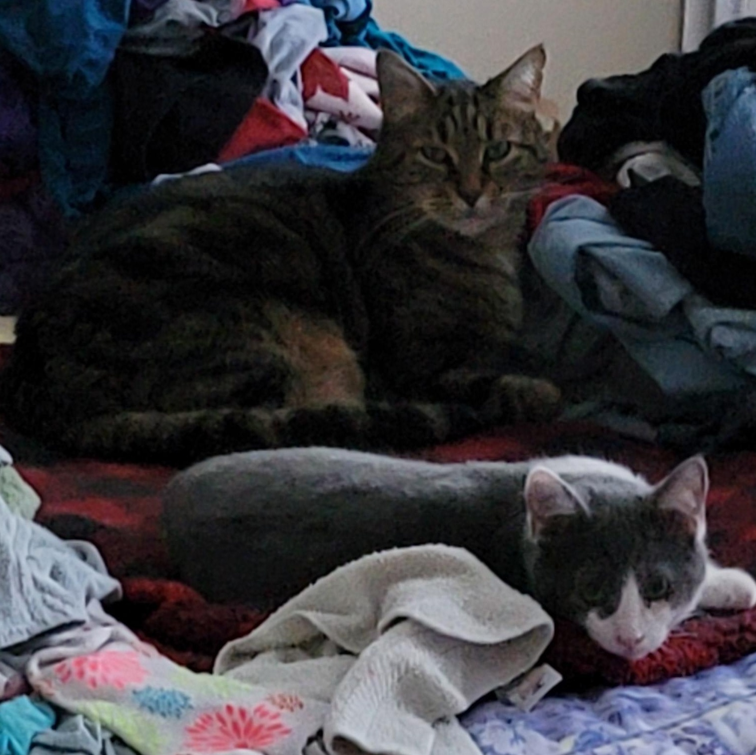 Enlarge Angel, a Adoptable Domestic Short Hair in Springfield, OR image 3/3