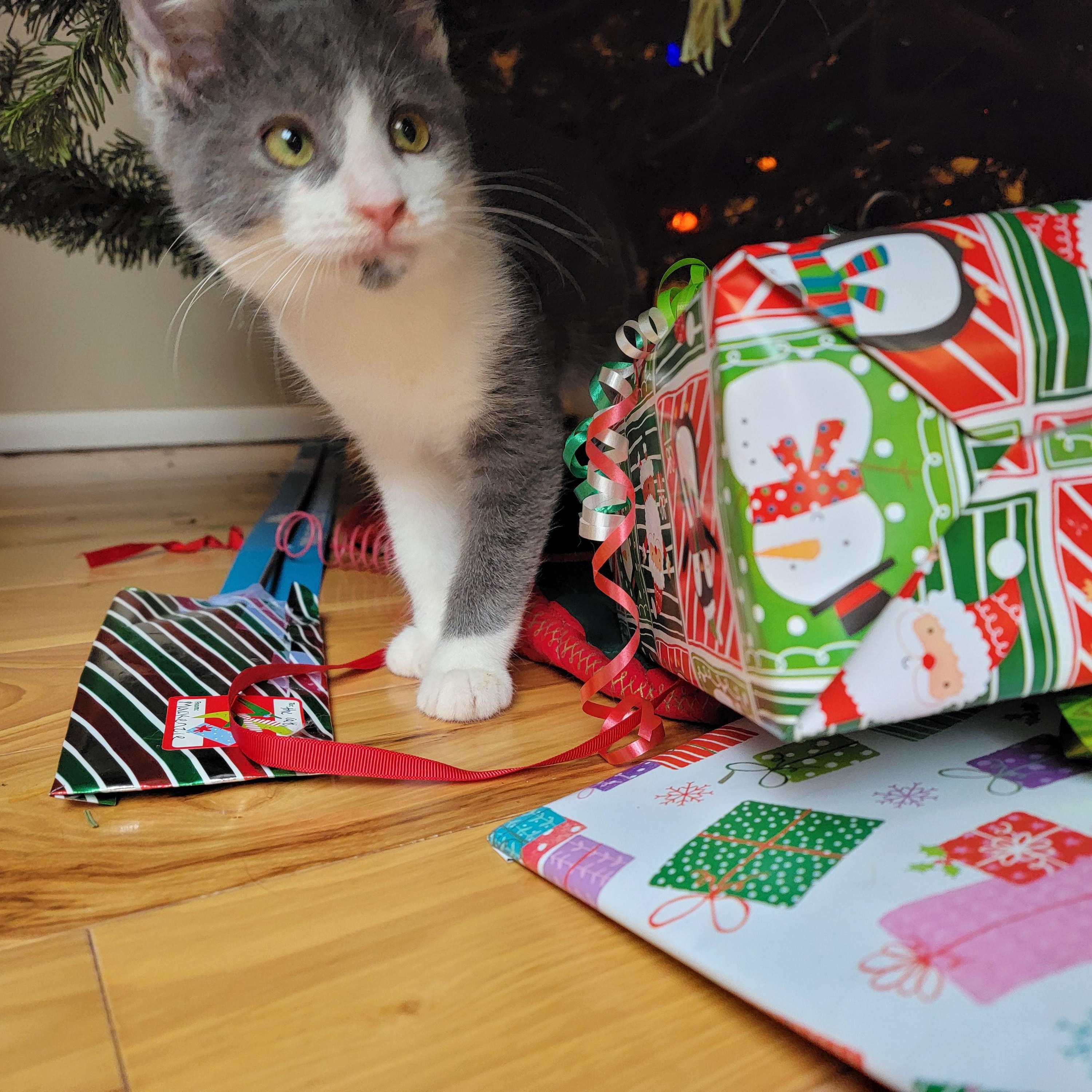 Enlarge Angel, a Adoptable Domestic Short Hair in Springfield, OR image 2/3