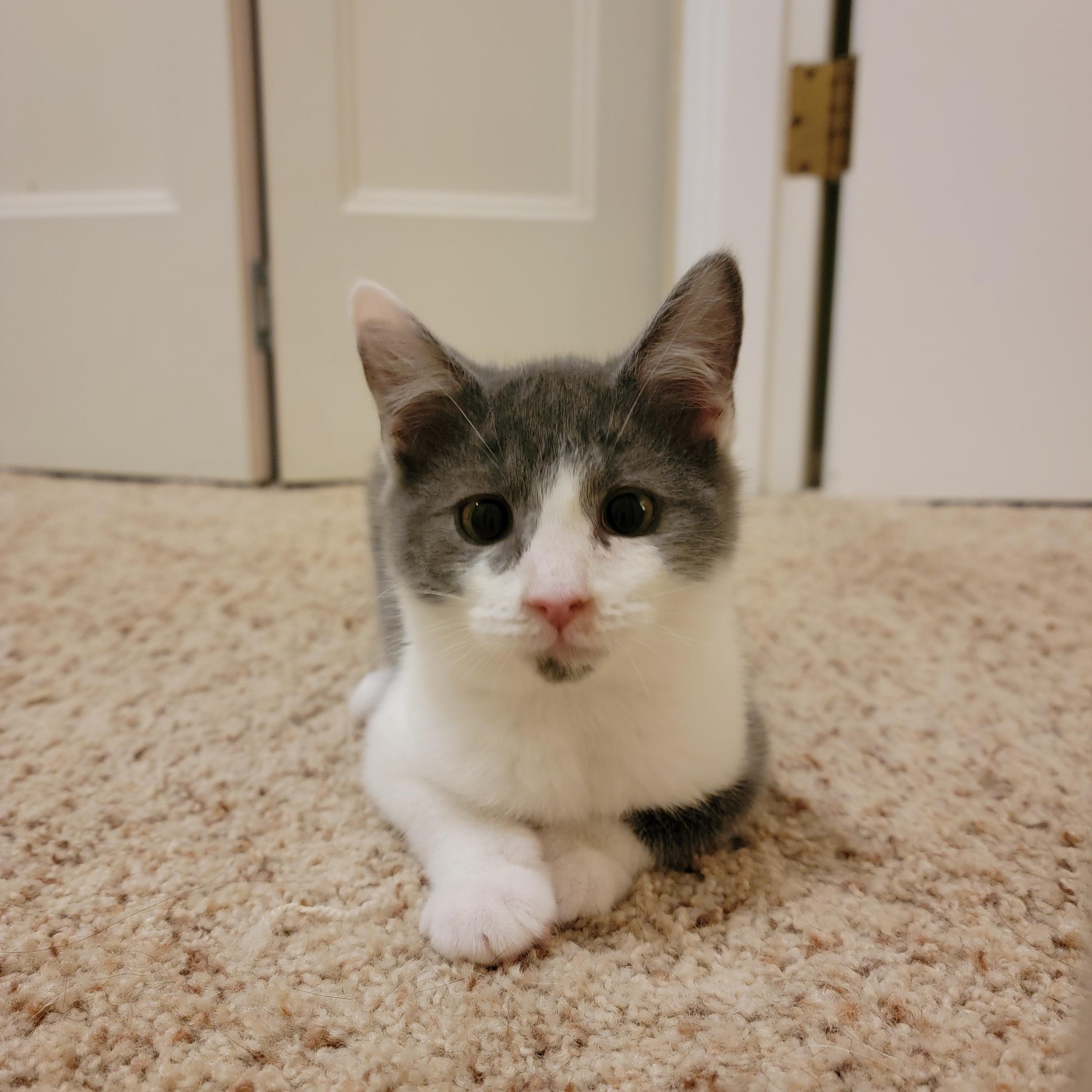 Angel, Adoptable, Kitten Male Domestic Short Hair.